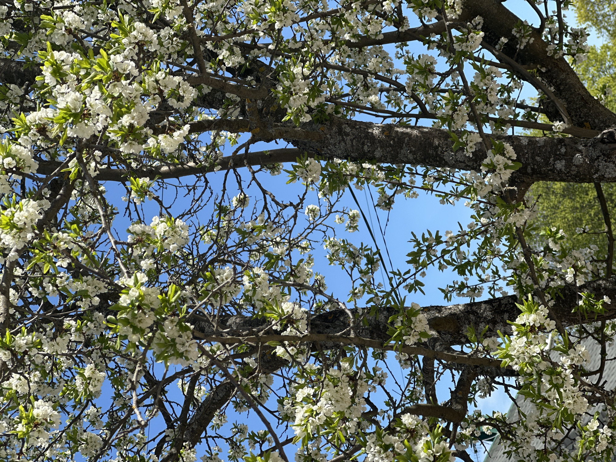 The image depicts a tree in full bloom with white flowers and emerging green leaves against a bright blue sky. The tree's branches are visible, with a textured bark pattern. The background includes hints of green foliage and a portion of a building. The location is inferred as Nizhny Novgorod, Russia, but no specific markers confirm this. There are no people visible in the frame. The primary subject is the tree and its blossoms.