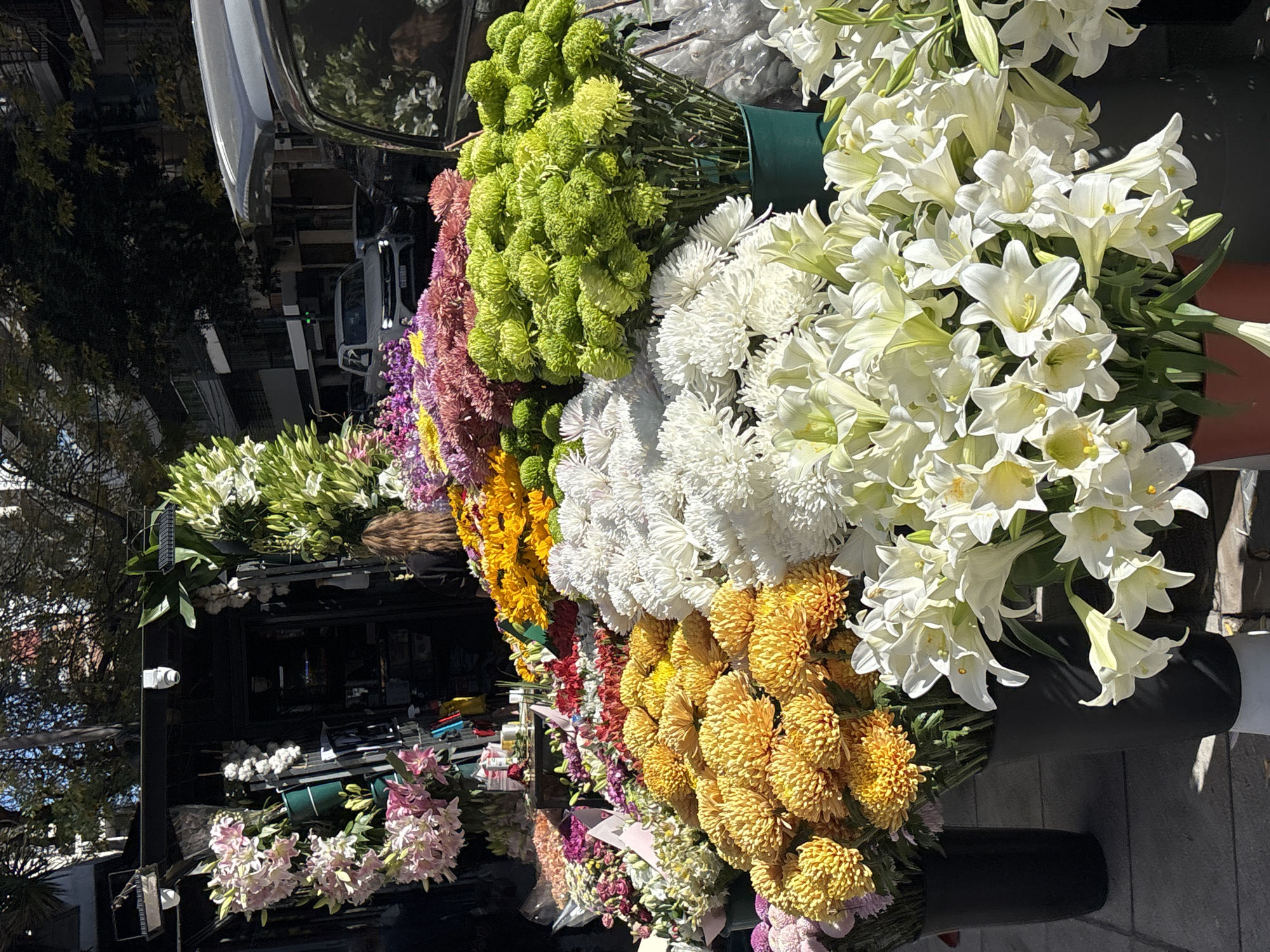 This media file captures a vibrant outdoor flower market or street stall, likely located in Buenos Aires, Argentina, under bright daylight. The primary subjects are numerous large bouquets of fresh cut flowers, meticulously arranged in tall, dark green and black cylindrical containers.
In the foreground, a profusion of blooms dominates the scene, showcasing a wide variety of species and colors. Prominently featured are large bunches of white lilies, characterized by their elegant petals and prominent stamens. Adjacent to these are several types of chrysanthemums, including striking bright green spherical varieties, fluffy white pompom-like blooms, and rich yellow-orange ones. Further along the display, additional colorful flowers can be seen, with shades of pink, purple, and other yellow blossoms adding to the visual richness.
The setting is distinctly urban. In the mid-ground and background, a city street is visible, populated by several parked vehicles, including a silver car and other dark-colored automobiles. Beyond the street, multi-story buildings and green trees line the thoroughfare, indicating a bustling city environment. A white surveillance camera is mounted on a pole near the flower display, suggesting public space.
The time of day is clearly daytime, marked by strong, natural sunlight that illuminates the flowers and casts distinct shadows, contributing to the vividness of the colors. The weather appears clear and sunny. No specific individuals or discernible text are visible in the image, yet the abundance and organization of the flowers imply an active commercial operation. The overall impression is one of a cheerful, colorful, and lively market scene within a metropolitan area.
