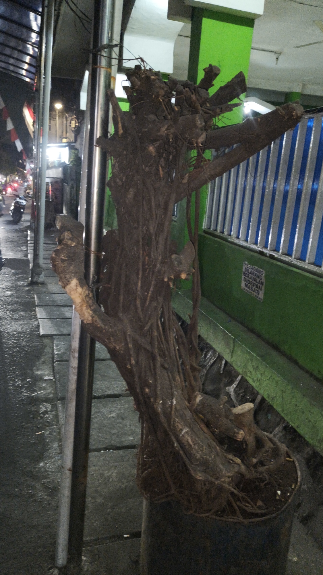 The image shows a close-up of a large, gnarled tree trunk planted in a dark pot. The trunk is dark brown and appears to be very old, with exposed roots at the base. It is positioned outdoors, next to a grey, wet sidewalk with some square paving stones. A metal pole is visible to the left of the trunk.
In the background, there is a green wall with a blue and white striped metal fence above it. A sign in Indonesian is attached to the green wall, which appears to be a prohibition. To the left of the tree, there are glimpses of a street scene at night, with lights from buildings and vehicles, including a motorcycle. There are also Indonesian flags displayed on poles. The overall environment suggests an urban setting in Indonesia, potentially near a public area or building. Based on the provided context, the location is in the city of South Jakarta, Indonesia.