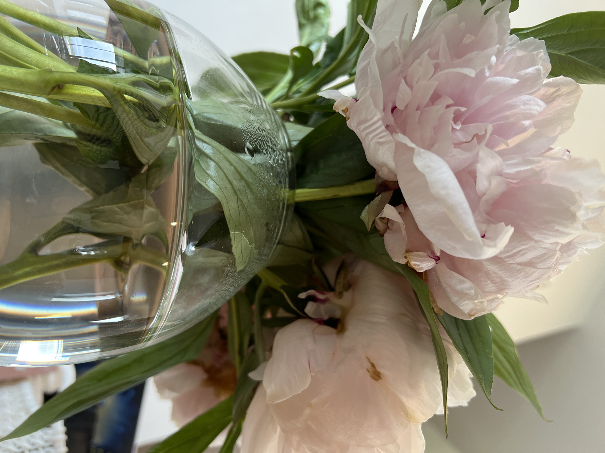 A close-up, low-angle shot captures a bouquet of pale pink peonies in a clear glass vase filled with water. The vase is round and bulbous at the bottom, tapering towards the top. Condensation is visible on the inside of the vase near the water line, and the water refracts light, creating a rainbow effect. The peonies' petals are delicate and layered, with some showing slight wilting or brown spots. Lush green leaves surround the flowers. The background is softly blurred, suggesting an indoor setting with a hint of white wall and possibly a distant object with a dark blue hue. The image was taken in Bunbeg, Ireland.