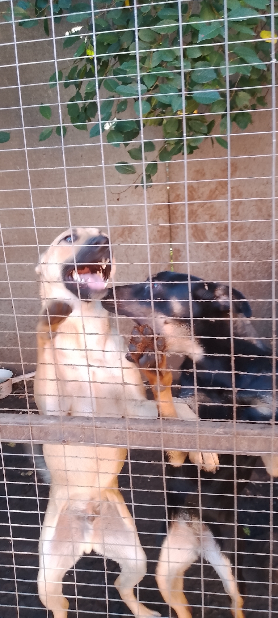 Two dogs are visible in a metal cage, with foliage and a wall in the background. The dog on the left is light brown and appears to be barking, with its mouth open and teeth showing. The dog on the right is black and brown and is partially obscured. The cage is made of metal bars, and the ground inside the cage appears to be dirt. The image was taken in Belgorod, Russia.