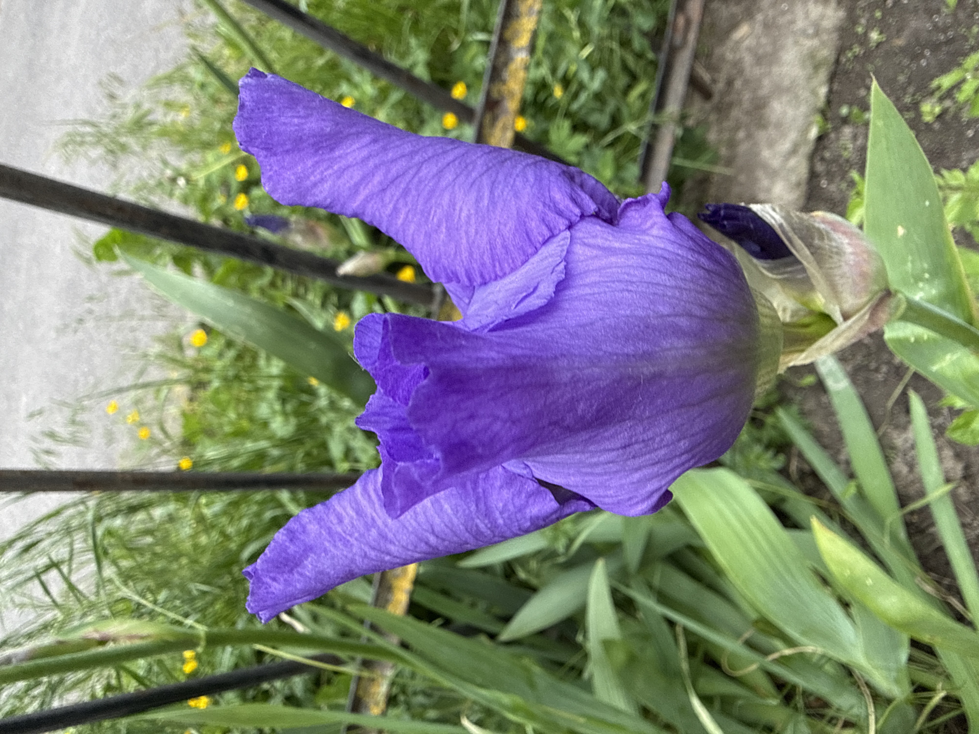 The image captures a vibrant purple iris flower in close-up, presented in a portrait orientation. The iris is the dominant subject, with its distinct, ruffled petals fully open, revealing deep violet hues and delicate vein-like textures. One part of the flower still appears somewhat closed or budding on the right side.
Surrounding the iris is an abundance of green foliage and grass, which forms a natural backdrop. Interspersed within the green are small, bright yellow flowers, visible in the softer focus areas of the background. A dark metal fence or railing runs diagonally through the scene, appearing both behind and partially in front of some of the foliage, suggesting a boundary or a garden setting adjacent to a path. A grey concrete or paved surface is also visible in the background, especially towards the upper left and right.
The scene depicts a tranquil outdoor moment, likely during daytime, under natural light. There are no people visible, and the activity is limited to the natural blooming of the flower. The overall impression is one of natural beauty and growth in an urban or semi-urban green space. No visible text is present in the image. The location context provided is Vinnytsia, Ukraine.