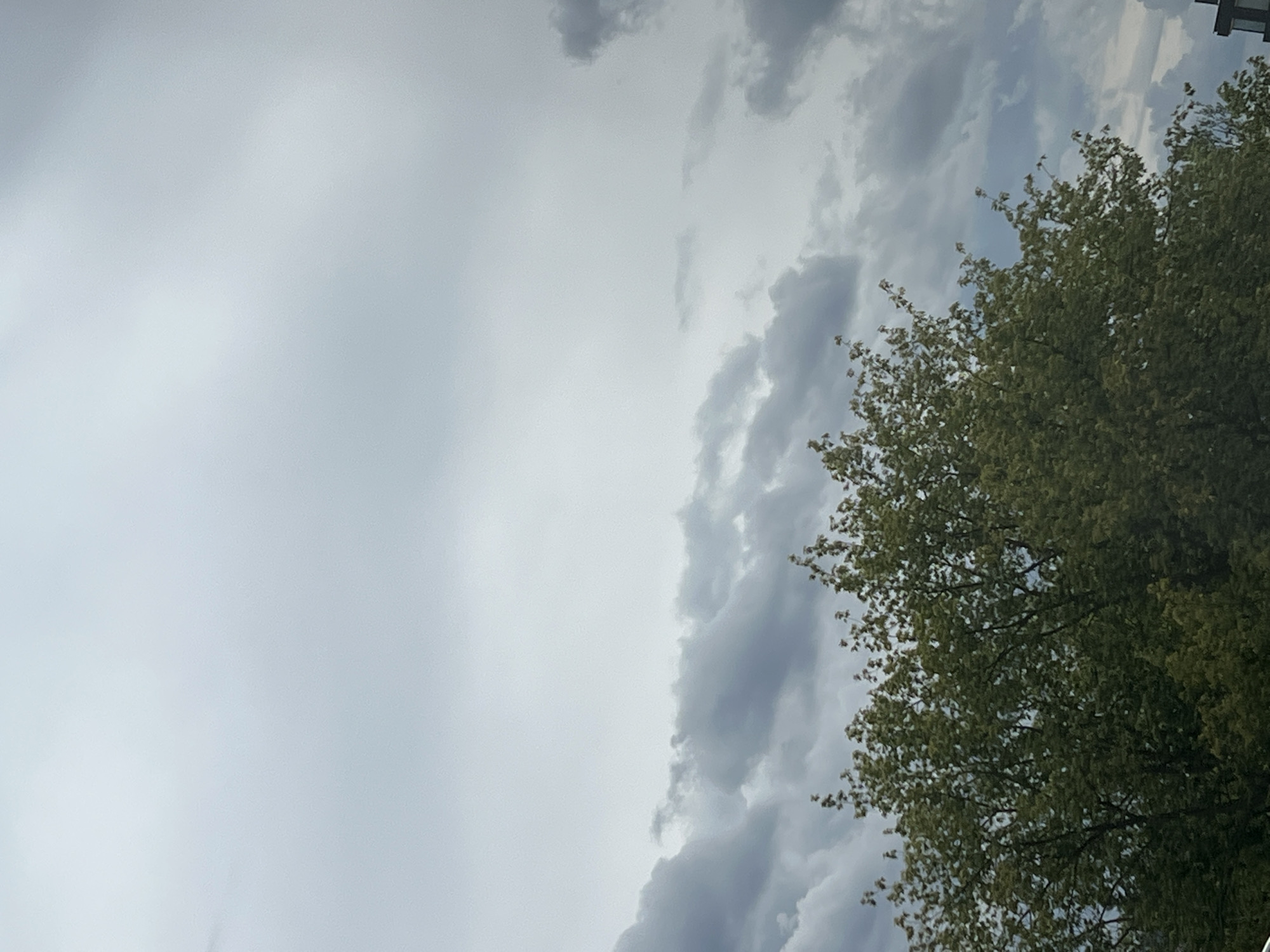 An outdoor, low-angle shot captures a section of a large, leafy tree in the foreground against a backdrop of overcast, grey skies. The tree's foliage is lush and green, with some lighter green leaves appearing at the tips of branches. The sky is filled with varied cloud formations, ranging from lighter, wispy clouds towards the top of the frame to darker, more dense, and textured clouds lower down, suggesting an impending change in weather. The overall scene is devoid of any visible people, structures, or vehicles, except for the very bottom right corner which shows a sliver of a dark, geometric object, possibly the corner of a building. The setting appears to be a natural or park-like area within the city of Warsaw, Poland, given the overcast sky and the presence of mature trees.