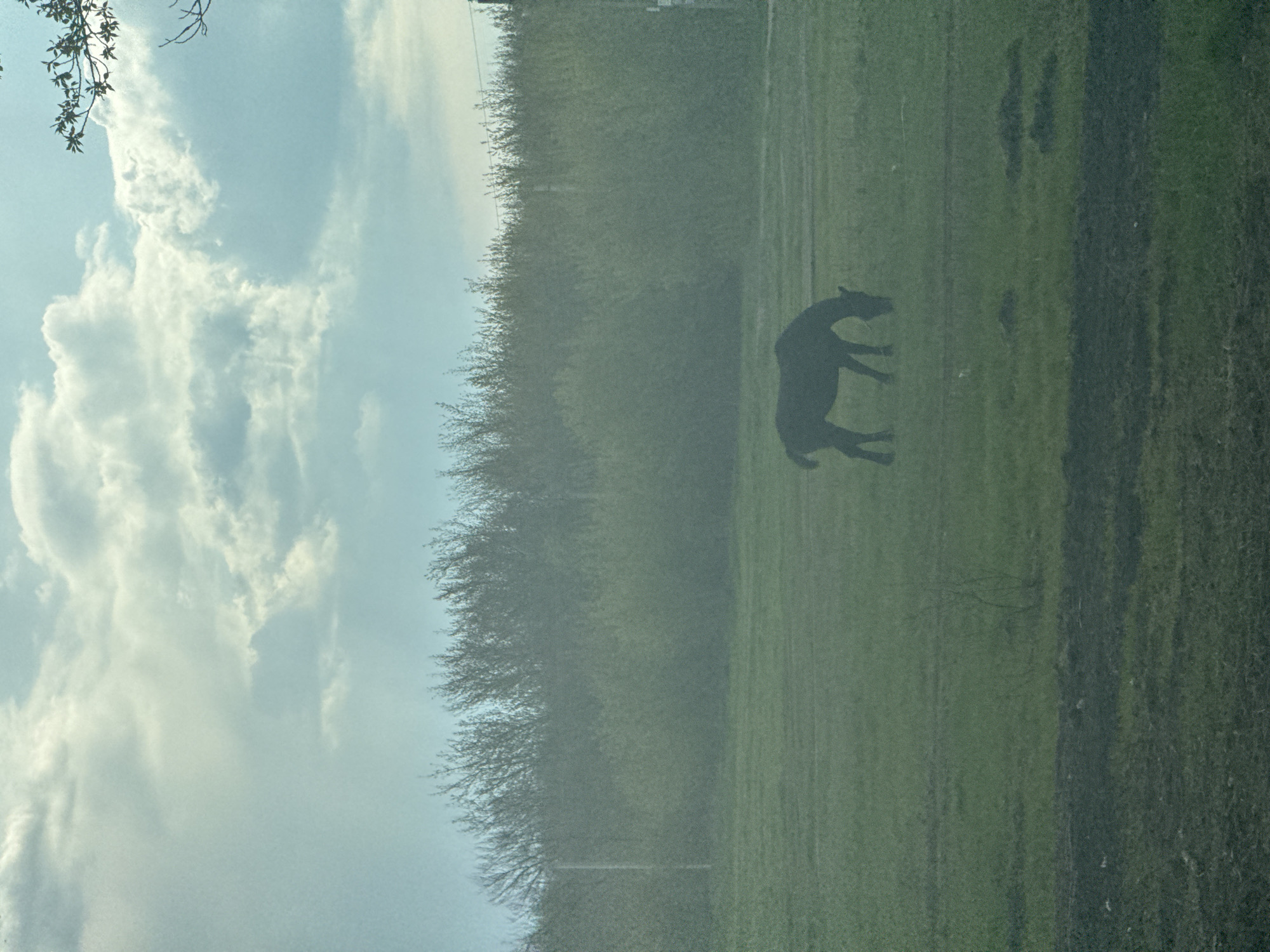 The image captures a peaceful rural landscape in Лосево, Russia, featuring a solitary animal in a field under a cloudy sky. A large, dark silhouette of an animal, likely a horse or pony, stands prominently in the center-right of a lush green field. Its head is lowered, suggesting it is grazing or calmly standing.
Behind the field, a dense line of trees or bushes forms a natural hedge, stretching horizontally across the mid-ground. Above this tree line, a wide expanse of pale blue sky fills the upper portion of the frame. The sky is adorned with soft, white and light grey clouds, indicating a partly cloudy day. In the upper left corner, out-of-focus tree branches with green leaves partially intrude, framing the scene.
The lighting suggests either early morning or late afternoon, with a soft, somewhat hazy quality to the atmosphere. The scene evokes a sense of tranquility and natural serenity. No discernible text is visible in the image.