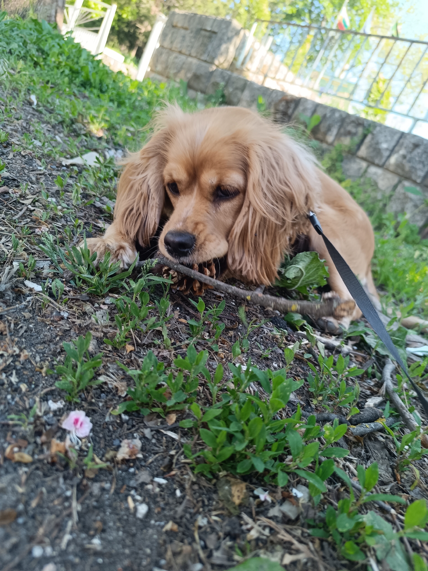 A golden Cocker Spaniel lies on the ground chewing a stick with a pinecone attached, restrained by a black leash. The ground is covered in dirt, small green plants, twigs, and a fallen pink flower. In the background, there's a stone wall and a fence, with trees and the sky visible above. Based on the flags visible in the crops, the location is Pleven, Bulgaria.