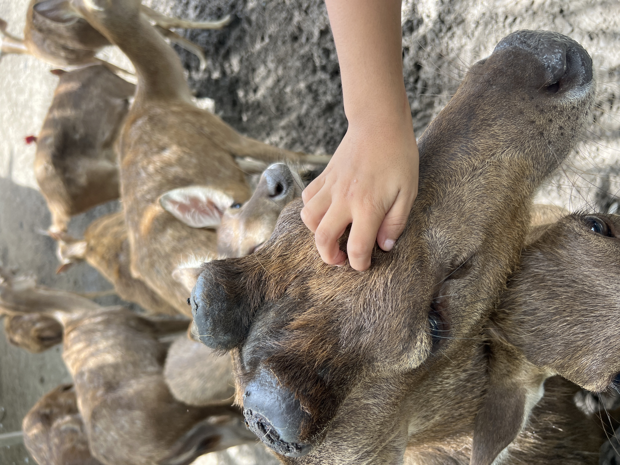 In a muddy enclosure in Choeng Thale, Thailand, a human hand gently pets the head of a deer. The deer's fur is a mix of brown and tan, and it has a prominent, dark-colored growth on its forehead. Other deer are visible in the background, some standing and others lying down. The ground appears to be composed of dirt and sand.