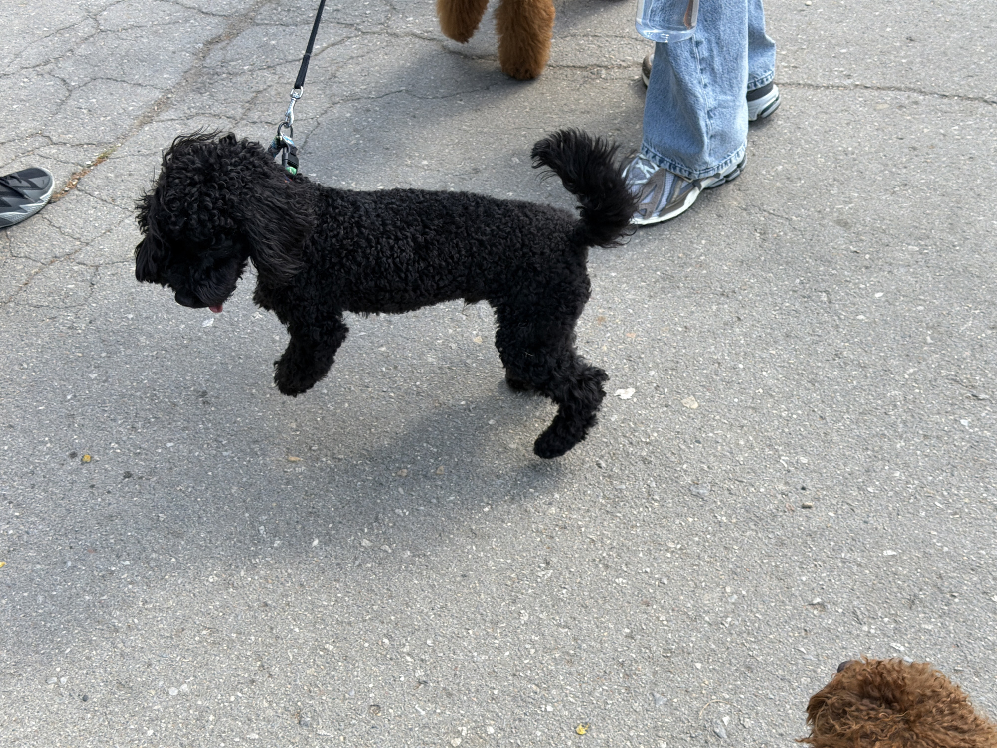 A black poodle is on a leash, walking on a paved surface, possibly a sidewalk or street, with at least two other dogs nearby; one brown dog is visible in the background. A person in blue jeans and gray and white sneakers is standing nearby. The location appears to be an outdoor setting with a neutral, overcast sky. There is no direct evidence to suggest the location is in Sofia, Bulgaria.