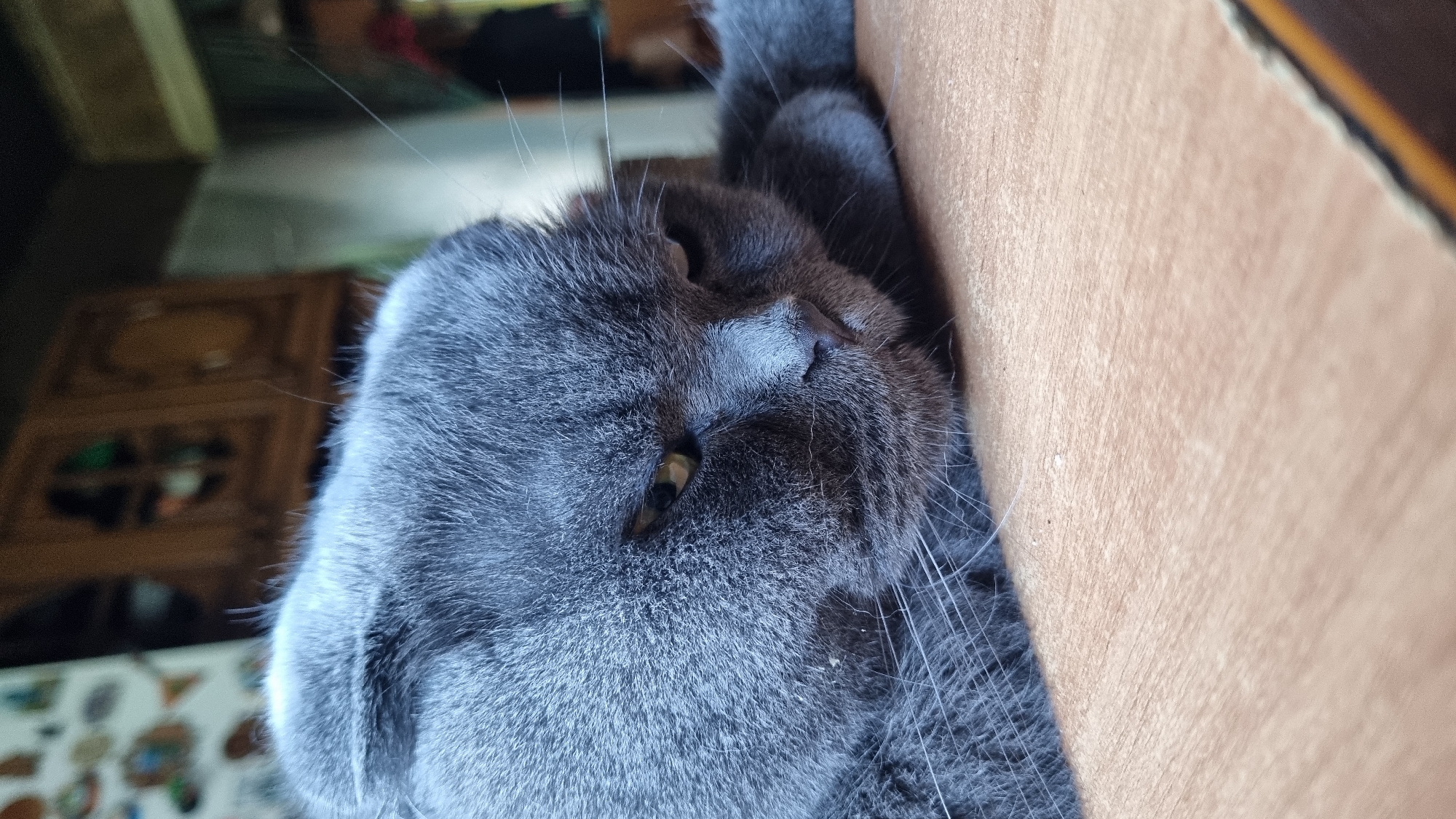 A close-up shot captures a grey Scottish Fold cat resting its head on a wooden surface. The cat's eyes are partially closed, and its expression appears relaxed or tired. The background is out of focus, but hints of furniture and possibly a window are visible. The image does not provide any information about the location in the city of Vysokoe, Russia, nor does it depict any people or specific actions.