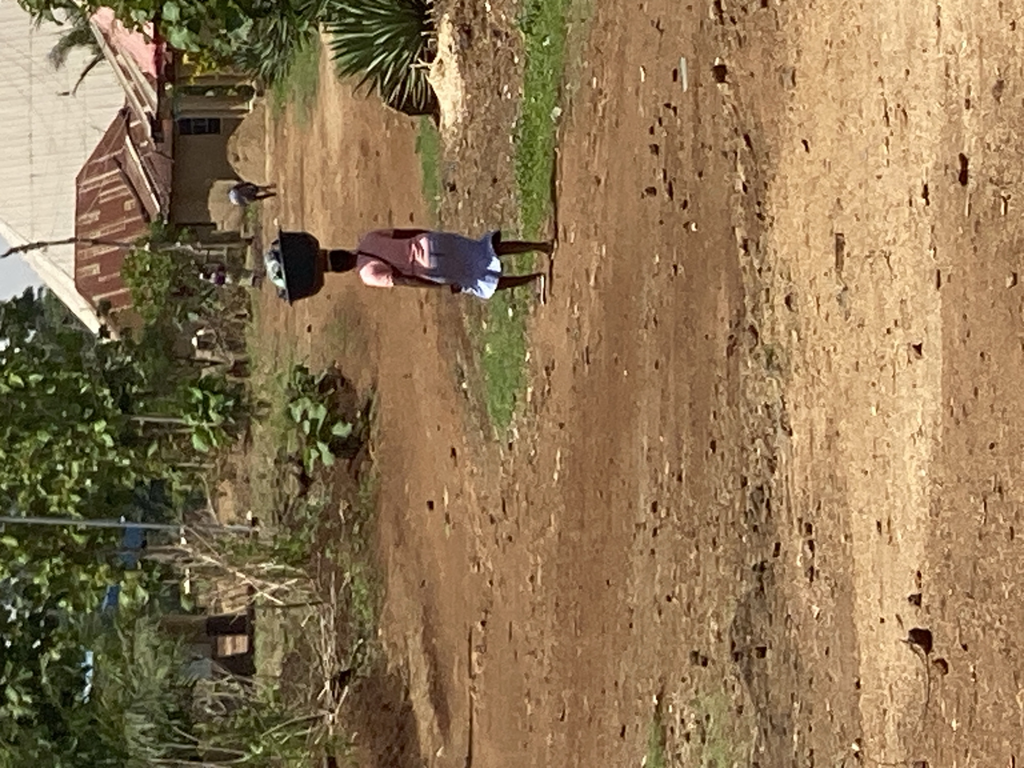 The image captures an outdoor scene in Maigizo, Nigeria, featuring a dirt path flanked by vegetation and buildings. The setting appears to be a rural or semi-rural area under bright daylight.
In the middle ground, a person, likely a woman, walks along a wide, unpaved dirt path. She is seen from behind, wearing a light-colored top and a blue skirt or wrap. Notably, she carries a dark, circular object, resembling a basin or container, balanced on her head, a common method of carrying goods in the region. Further in the background, closer to the left side, another smaller figure can be seen near a building.
The background reveals several structures, consistent with residential dwellings. One prominent building on the left features a distinct rusted corrugated iron roof and light-colored walls, partially obscured by lush green trees and bushes. The ground is a reddish-brown dirt track, uneven and speckled with small stones and debris, with patches of green grass growing on the edges. The bright, clear lighting suggests it is daytime, possibly mid-morning or afternoon, with direct sunlight casting minimal shadows from the main subject. There is no visible text in the image. The scene portrays a typical moment of daily life within the community.
