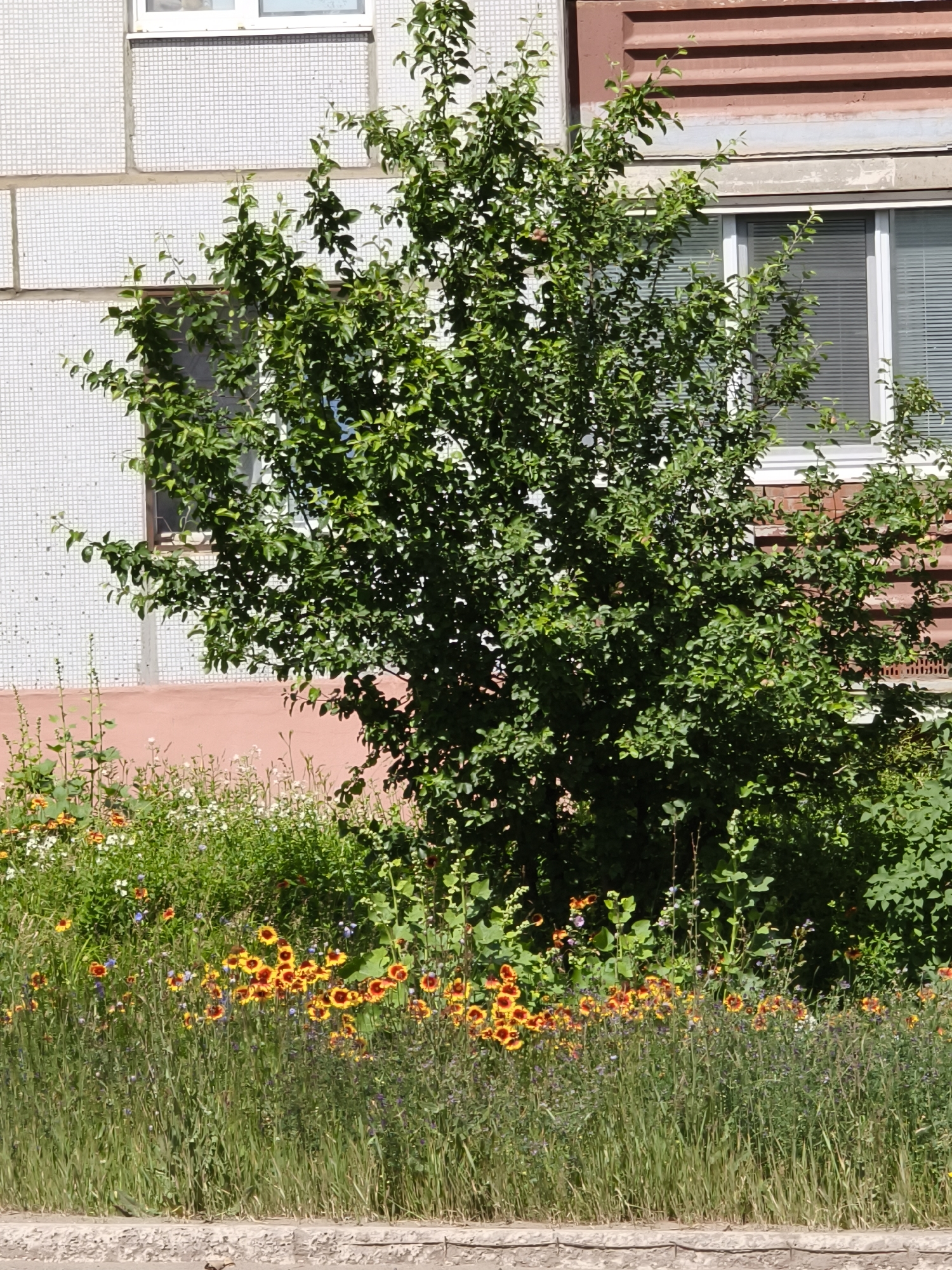 The image depicts a residential building in Chaikovsky, Russia, with a small tree and a flower bed in front of it. The building has a light-colored tiled facade and a reddish-brown upper section with horizontal detailing. Two windows with blinds are visible on the right side of the building.
In front of the building, a dense green tree with numerous leaves stands prominently. Below the tree and extending across the foreground is a vibrant flower bed filled with a variety of wildflowers. The flowers are predominantly yellow and orange, with some smaller purple and white blooms interspersed throughout the greenery. Tall grasses grow in front of the flower bed, with a concrete curb and pathway visible at the very bottom of the image. The scene appears to be a sunny outdoor setting. There are no people visible in the image.
