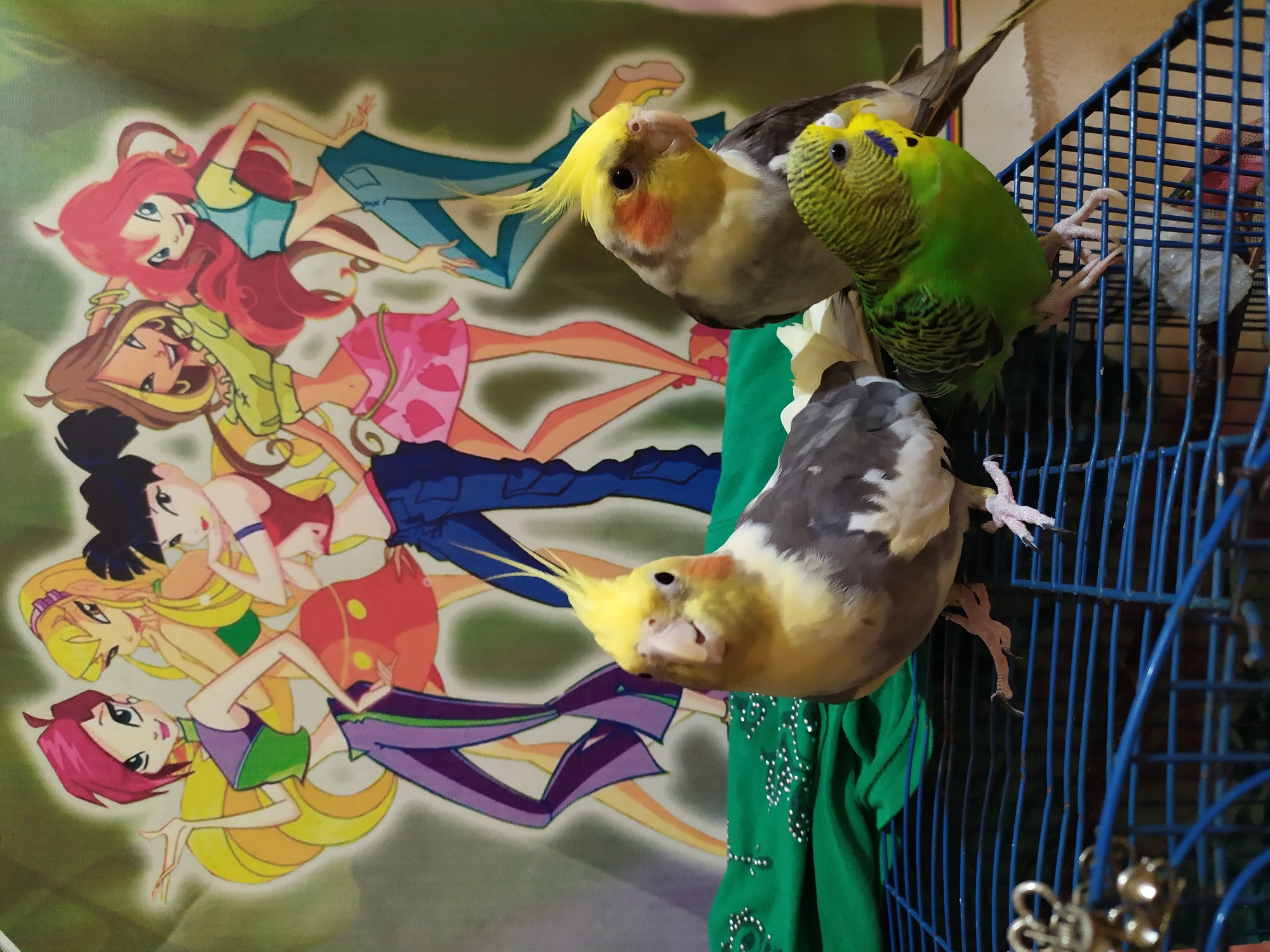 The image depicts a close-up of three birds perched on a blue wire cage. In the foreground, a cockatiel with a yellow crest, orange cheeks, and grey and white plumage is prominent. To its right and slightly behind, another cockatiel, mostly grey with a yellow crest, is partially visible. In front and to the right of the first cockatiel, a green budgerigar with black and yellow markings is also perched on the cage. The birds are facing in various directions. Behind the birds, a green fabric with scattered white embellishments is visible. The background features a colorful cartoon mural of several anime-style female characters. The overall setting appears to be indoors, possibly a domestic environment. There is no indication of the city of Bilajari, Azerbaijan, in the image.