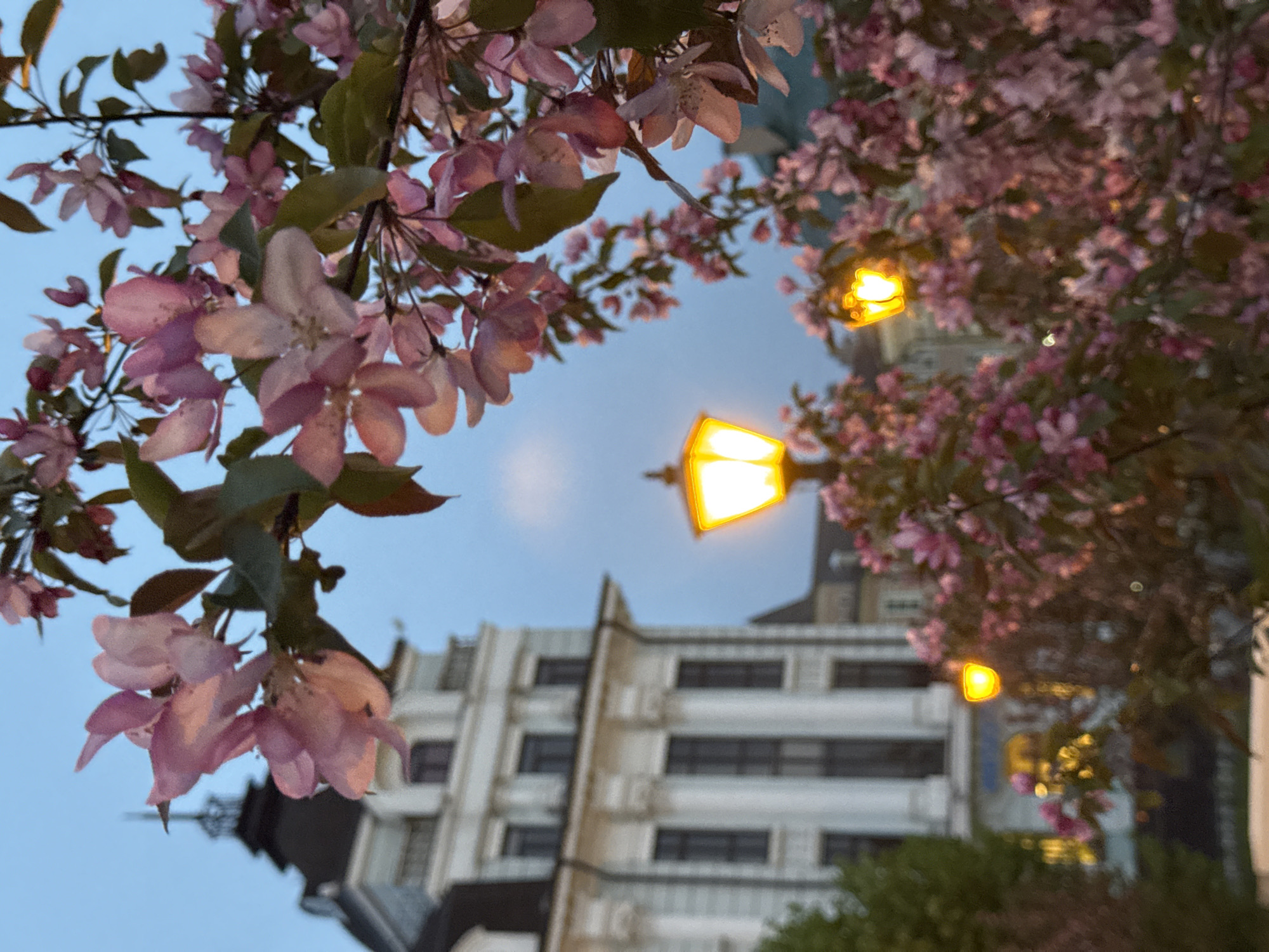 Captured from a low angle, the scene features pink blossoms from flowering trees that dominate the upper frame, creating a soft, blurred foreground. In the middle ground, three yellow streetlights illuminate the scene, their glow contrasting with the twilight sky. Behind the streetlights and partially obscured by the trees and blossoms, the blurred façade of a light-colored, multi-story building with multiple windows is visible. This building is located in the city of Kazan, Russia. The general atmosphere suggests either late evening or early morning due to the dim lighting and blooming flowers.