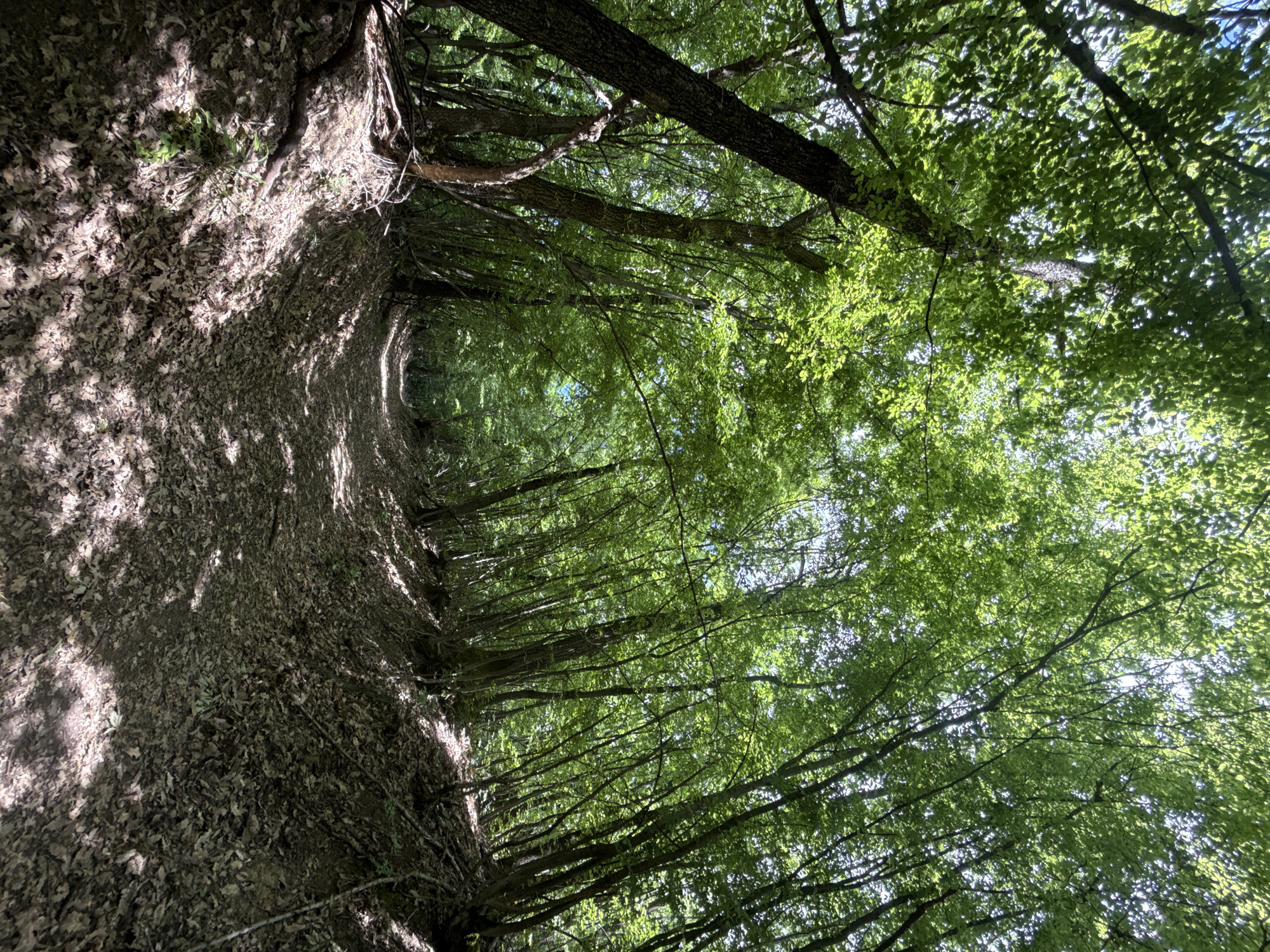 The image depicts a sunlit path through a forest in Vladislav, Bulgaria. The path is covered in fallen leaves and lined by trees with lush green foliage. The sunlight filters through the trees, creating dappled shadows on the path. The scene is devoid of people or animals. The primary focus is on the natural environment.