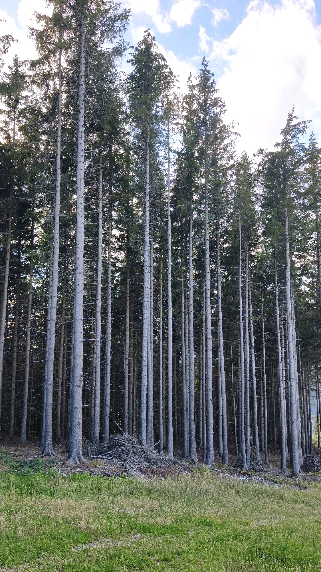 A dense forest of tall, thin evergreen trees with gray bark stands on a gentle slope, with a patch of green grass in the foreground. The trees are closely packed, creating a wall of vertical lines that stretch towards a sky dotted with white clouds. Some branches and fallen debris are visible at the base of the trees. The scene suggests a natural, somewhat wild environment, characteristic of mountainous regions like Semmering, Austria, known for its alpine forests and scenic beauty. There are no people or visible human activity in the frame.