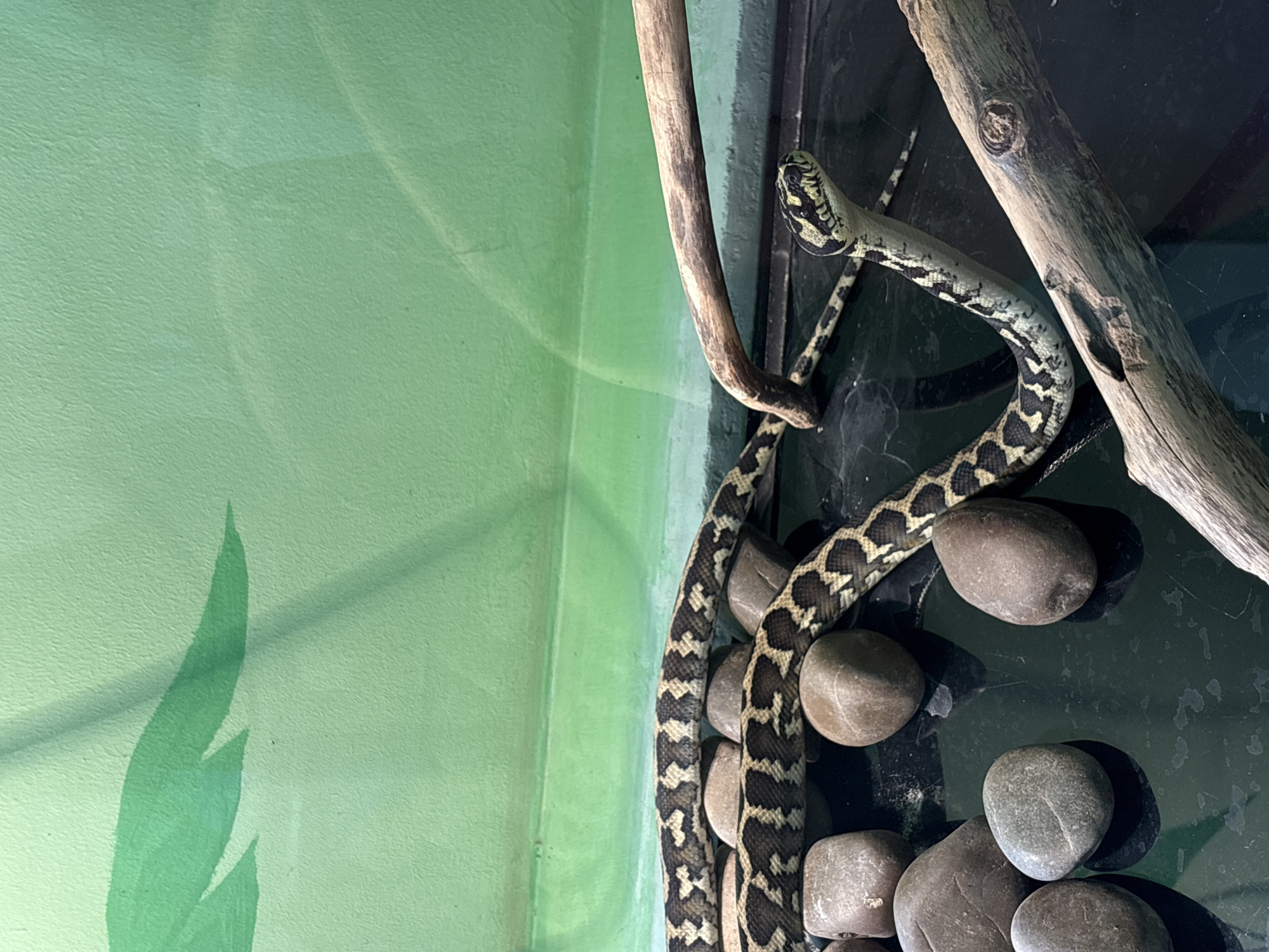 The image shows a snake in a terrarium or enclosure. The snake is patterned with a light background and dark, irregular markings. It is resting on a pile of smooth, grey stones and is partially draped on two wooden branches. The terrarium appears to be indoors, as indicated by the solid light green back wall. The light green wall has a drawing of a large leaf on it. There is no evidence suggesting the location is Chaikovsky, Russia.