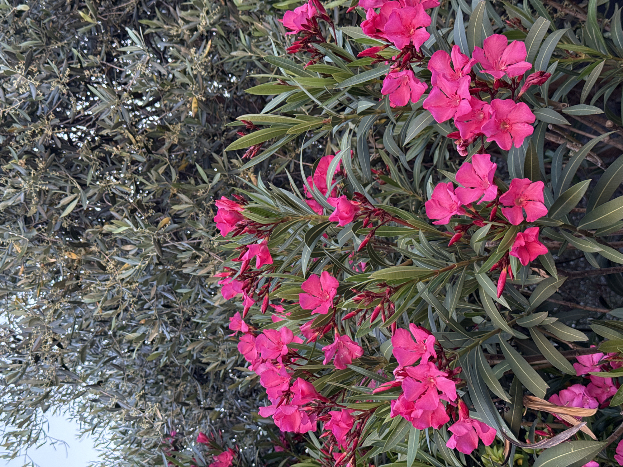 The image shows a close-up of a flowering oleander bush with bright pink flowers and long, narrow, green leaves. The bush is in full bloom, with numerous clusters of flowers visible. To the left of the oleander bush, there is another bush with much smaller, silver-green leaves, possibly an olive tree. The sky is visible in the lower left corner. The location is Villafranca di Verona, Italy.
