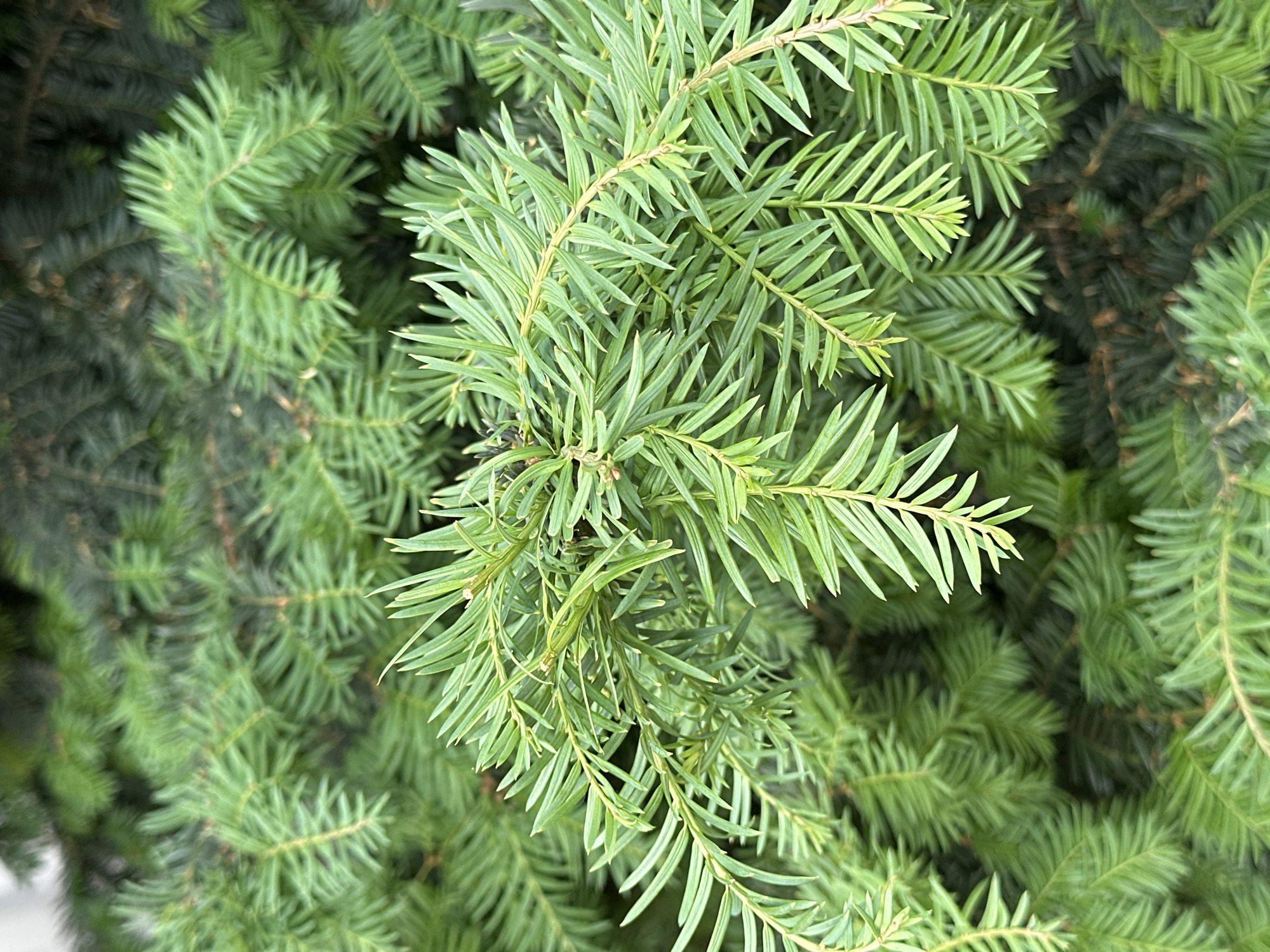 The image shows a close-up of the green needles and branches of a yew tree. The needles are a light to medium green and are arranged densely along the branches. The setting appears to be outdoors. The location is City of Zagreb, Croatia.