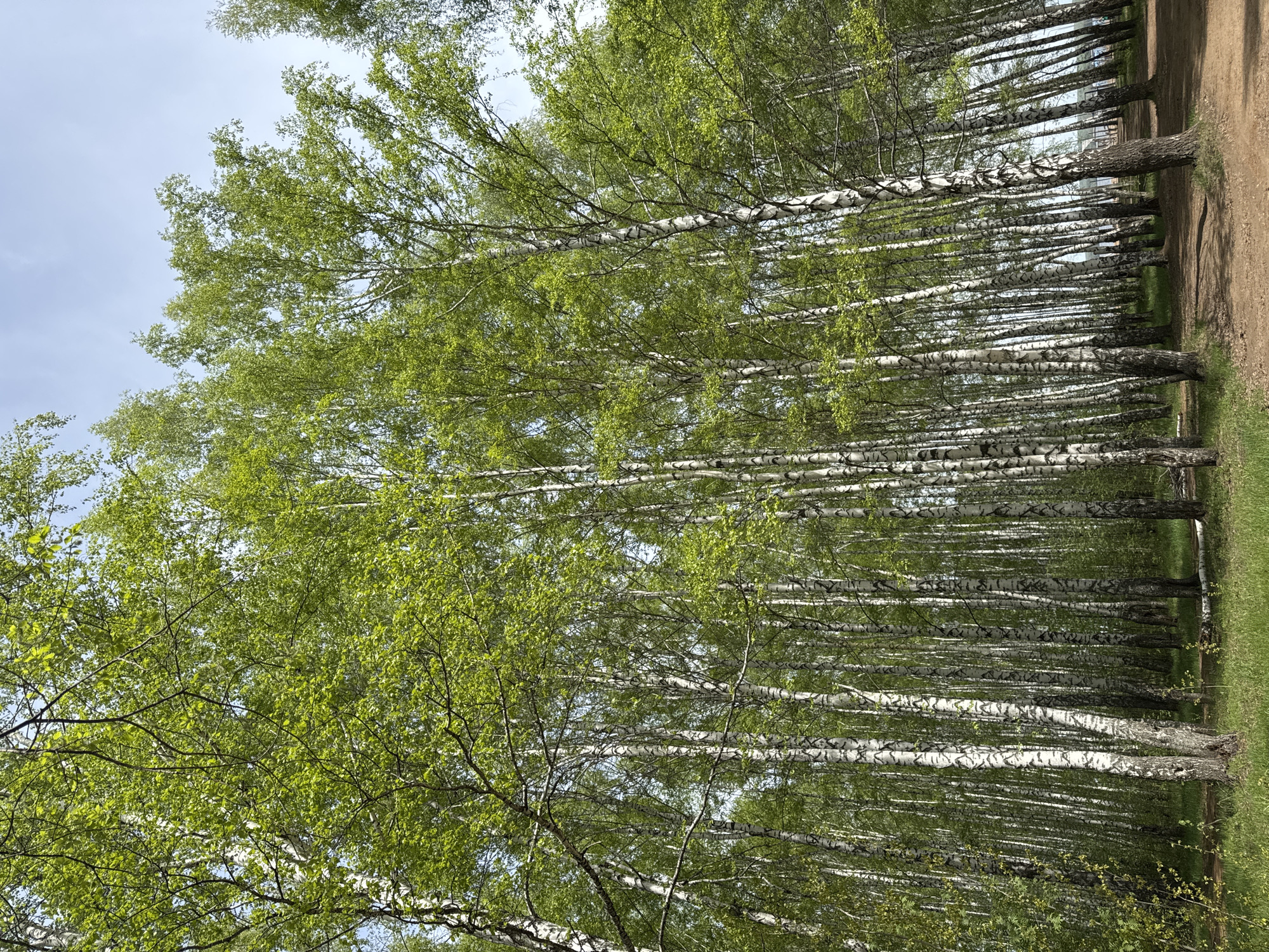 The image depicts a birch forest in Chaikovsky, Russia. The trees are closely packed, with their white trunks prominently visible and their canopies forming a dense covering overhead. The leaves are light green, suggesting springtime. On the right side of the image, a dirt path is visible, bordered by grass. The sky is pale blue and can be seen through the branches in some areas.