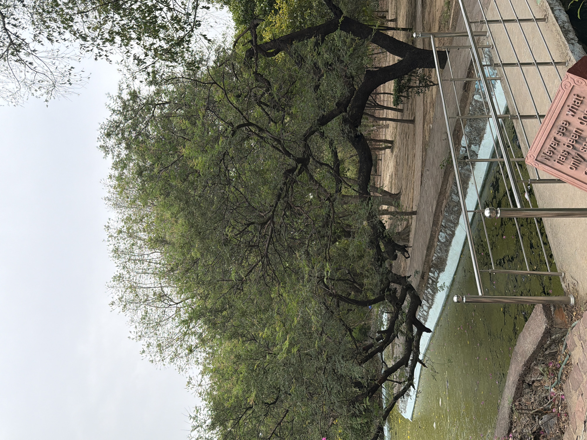 This is a photograph of a pond with a weathered tree in the foreground, its branches extending over the water. The pond's surface is covered in green algae and scattered with fallen pink petals. A stainless steel railing runs along the edge of the pond, bordering a concrete walkway. To the right of the railing, a pink, rectangular plaque is partially visible, bearing the engraved text: "Never see what has been done, only see what is to be done." The background shows a sandy path and other trees, suggesting a park or garden setting. The lighting appears to be natural daylight, possibly overcast. The overall impression is one of a peaceful, natural scene with a touch of contemplative reflection inspired by the inscription.