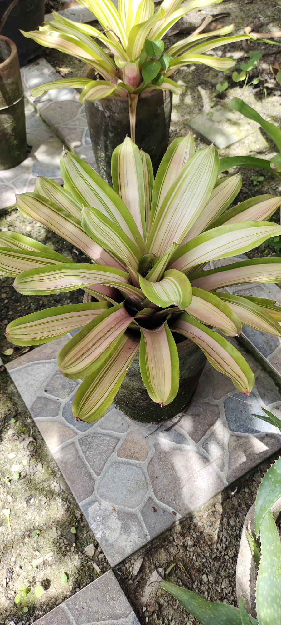 The image depicts two potted bromeliad plants on a tiled patio in an outdoor setting. The foreground plant is a variegated variety with green and pink-striped leaves, arranged in a rosette pattern. The plant is potted in a dark-colored container with visible moss growth. The background plant is a yellow-striped variety, also in a dark pot. The patio is tiled with a mosaic pattern of gray and brown stones. There is evidence of surrounding soil and plant debris. The location is assumed to be in Lhokseumawe, Indonesia. There are no people visible.