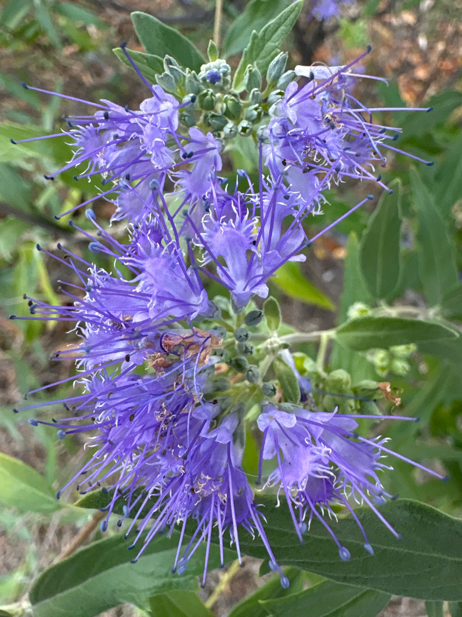 The image is a close-up, eye-level shot of a cluster of purple flowers, possibly a variety of vervain or phacelia, with long, delicate stamens tipped with blue. The flowers are in focus, with the background softly blurred, showing green foliage and hints of brown earth. There are no people or animals visible. The image does not contain any specific landmarks or visual cues that would indicate its location within the city of Cherkasy, Ukraine.