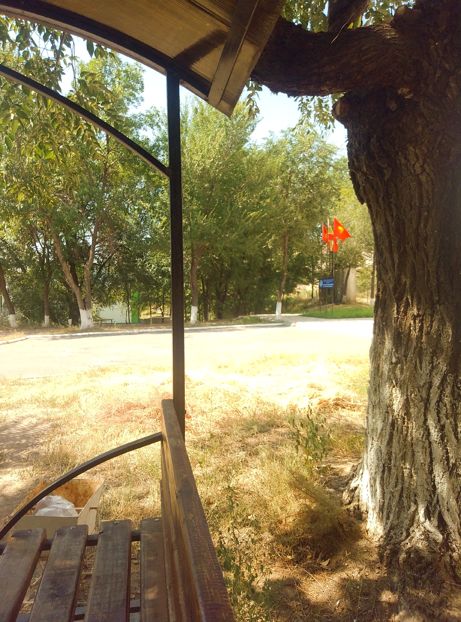 A view from under a covered structure, possibly a bus stop or gazebo, reveals an outdoor scene in the city of Taş-Kömür, Kyrgyzstan. In the foreground, a weathered wooden bench is visible, with a metal frame and part of a trash receptacle containing white plastic bags to its left. Beyond the bench, dry, yellowed grass covers the ground, and the base of a large tree trunk, textured and greyish-white, occupies the right side of the frame. A pathway or road curves through the middle ground, lined by trees with green foliage. In the distance, two flags, one predominantly red with a yellow symbol and another red flag, are mounted on poles. The sky is a clear blue, suggesting a sunny day.