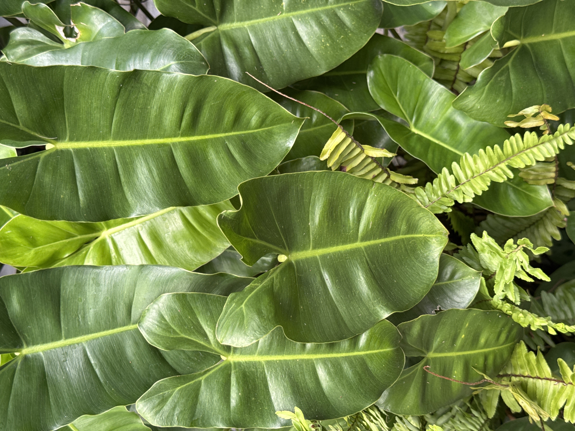 This media file is a close-up, overhead shot of lush green foliage, likely taken outdoors in a tropical environment given the location context of Tegallalang, Indonesia. The primary subjects are the large, glossy leaves of a philodendron plant, characterized by their elongated, heart-like shape and prominent, lighter green central veins. These leaves are densely packed, creating a rich tapestry of green. Interspersed among the larger leaves are delicate fronds of a fern, adding a contrasting texture and a brighter, more vibrant green hue. The fronds are thin and feathery, with many small, segmented leaflets. The lighting suggests it is daytime, with natural light illuminating the scene, creating subtle highlights and shadows on the leaves that emphasize their forms and textures. There are no people or discernible objects other than the plants. The overall impression is one of abundant natural growth and verdant beauty, indicative of a humid, tropical climate. The specific time of day and weather are not explicitly indicated, but the bright, diffused light suggests it is not harsh midday sun. There is no visible text in the image.