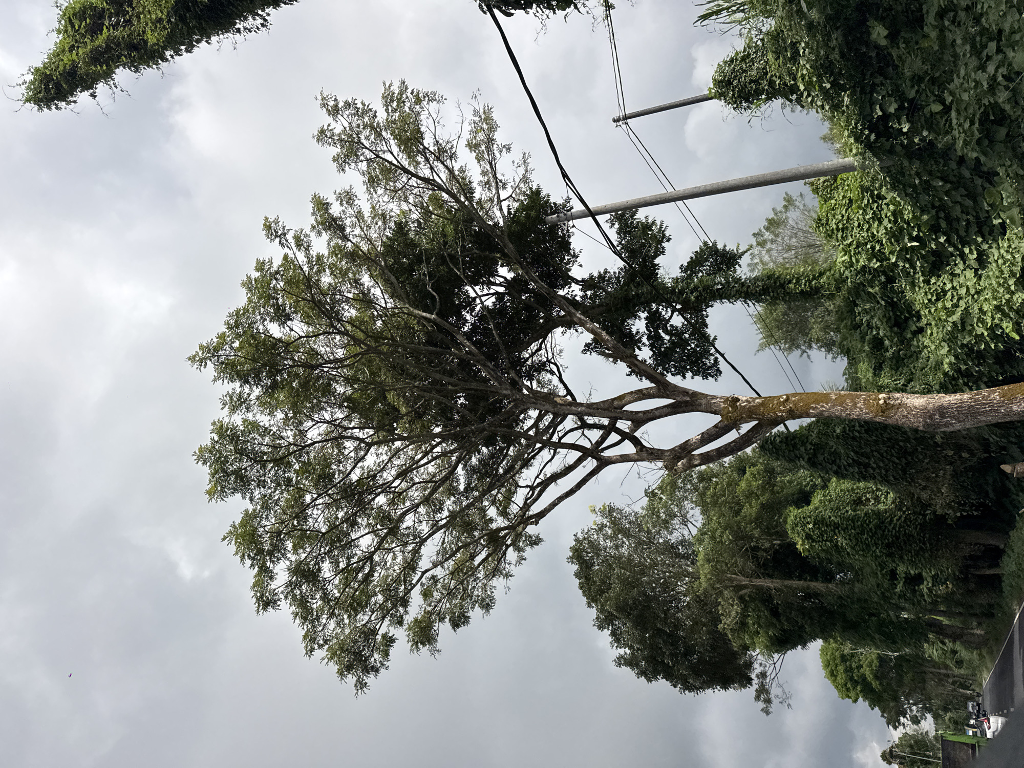 The image depicts a street scene in Kintamani, Indonesia, characterized by lush vegetation and a slightly overcast sky. A large tree with a textured, moss-covered trunk dominates the foreground, its branches spreading wide. To the right of the tree, a tall, slender pole with power lines is visible, also partially covered in vines. In the background, a row of trees lines the side of a paved road, which curves to the left. The road appears to be a two-lane street with some vehicles visible in the distance. The overall impression is one of a tropical environment with abundant plant life.