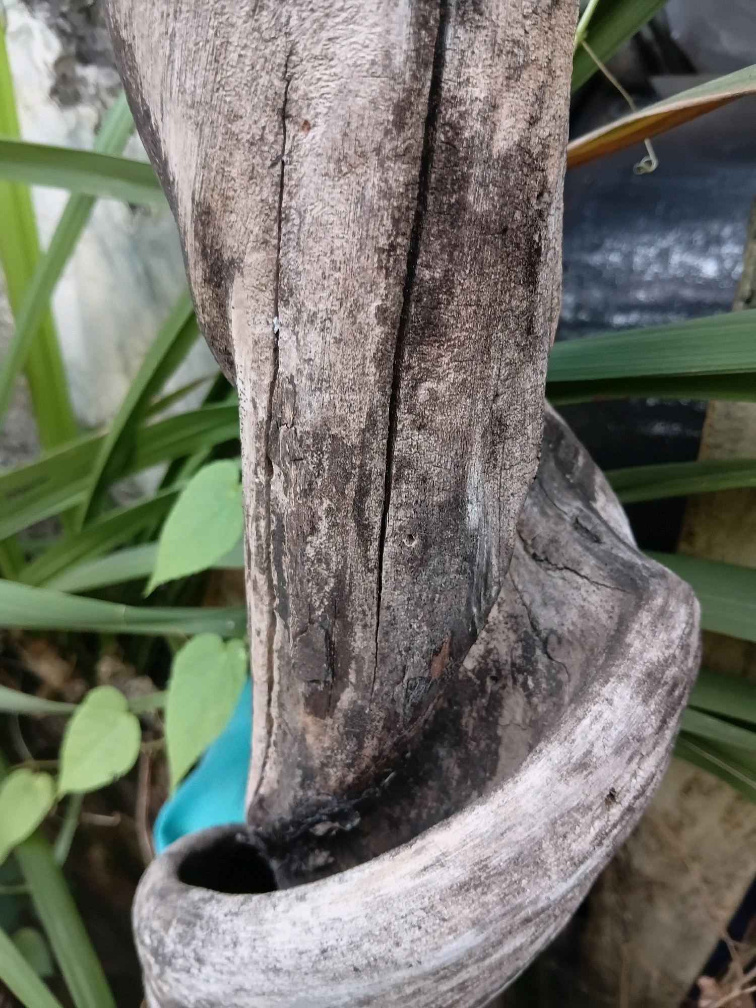The image shows a close-up of weathered, twisted wood, possibly a piece of driftwood or a decorative element. The wood is gray and textured, with a prominent crack running vertically along its surface. The lower portion of the wood curves and widens, forming a hollow opening. Green foliage is visible in the background, and a patch of bright blue material peeks out from behind the wood. The scene appears to be outdoors, possibly in a garden or natural setting. The image does not provide any information that would allow for the determination of its location in Cikal, Indonesia.
