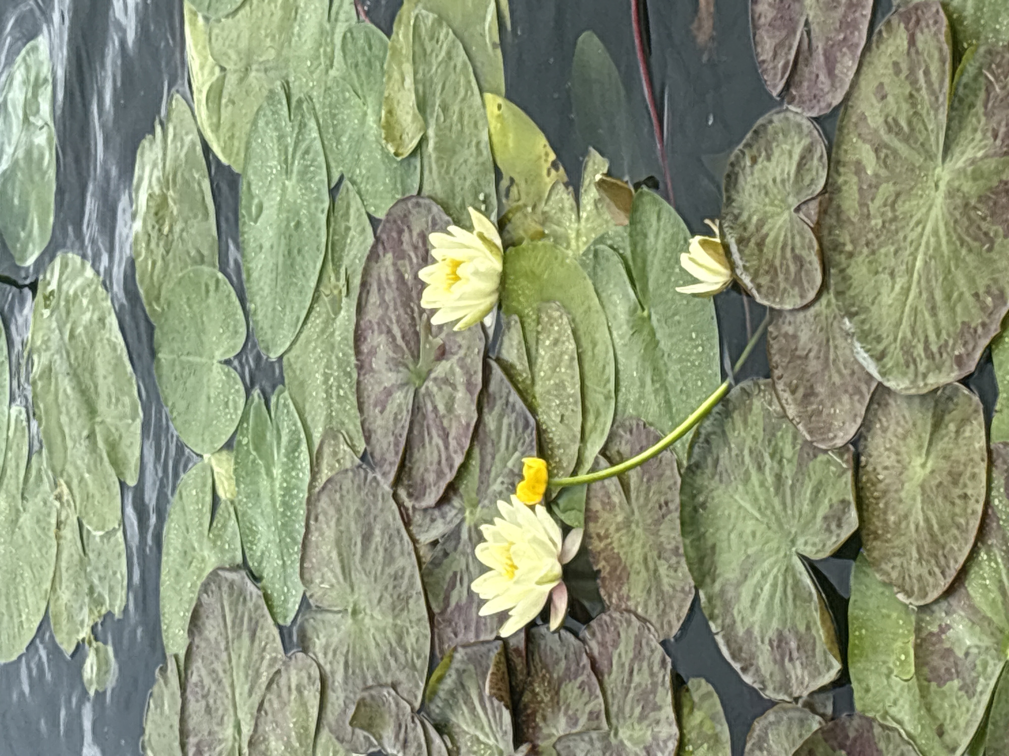 The image depicts a close-up view of a body of water, likely a lake or pond, with numerous lily pads and several yellow water lilies. The lily pads are a mix of green and reddish-brown hues, some appearing wet with small water droplets on their surfaces. The water is dark and reflects the surrounding foliage. Two prominent yellow water lilies are in focus in the center and left of the frame, with a third smaller one towards the right. A yellow lily bud is also visible on a stem extending upwards. The overall impression is a serene natural scene, characteristic of the tranquil waterways found in and around Plau am See, Germany.