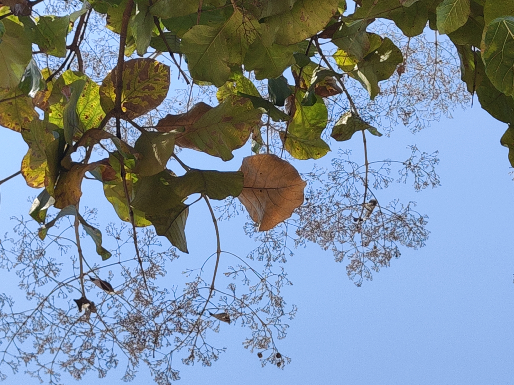 The image captures a view looking upwards through the branches and leaves of a tree in Puttaparthi, India. The leaves are predominantly green with some showing signs of yellowing or browning, indicative of changing seasons. Intersperesed with the leaves are clusters of small, pale, dried seed pods or flowers on slender branches. The background is a clear, blue sky. The scene appears to be taken during daylight hours.