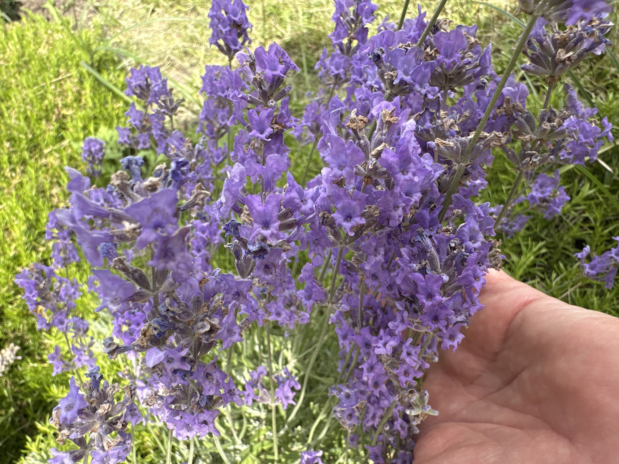 A hand gently holds a cluster of blooming lavender flowers, their purple petals a vibrant contrast to the soft green foliage behind them. The scene appears to be outdoors, with the lavender growing in a garden setting. There is no indication of Podolsk, Russia, or any specific urban location.