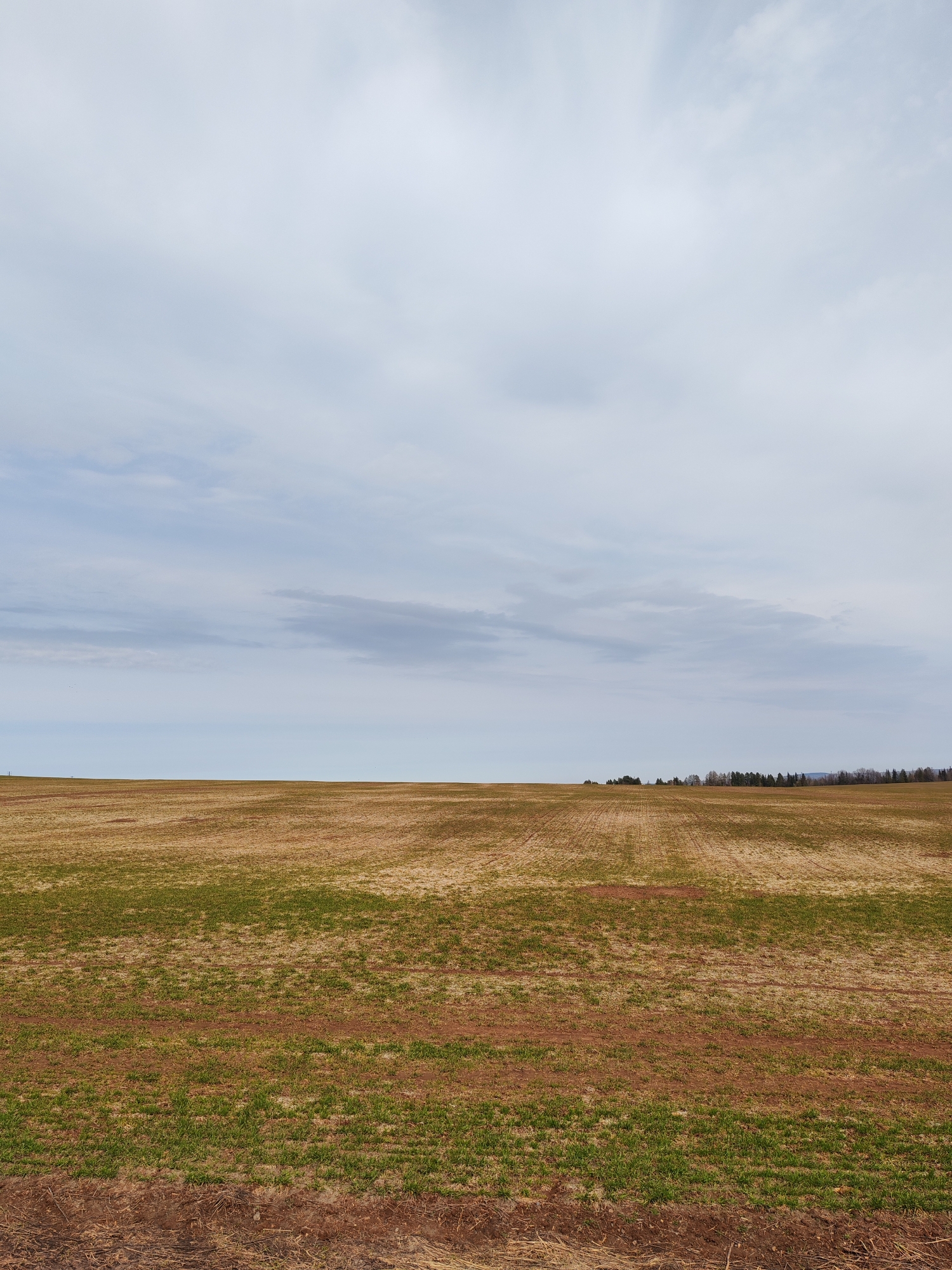 The image shows a flat, open field under an overcast sky. The field's surface is a mixture of brown soil and sparse green vegetation. In the distance, a line of trees is visible on the horizon. There are no people or animals present. The location is presumably near Нечкино, Russia, based on the prompt.