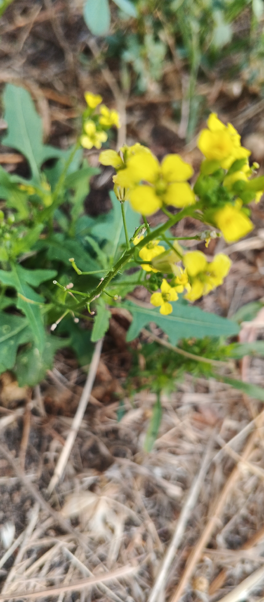 A close-up, vertical, outdoor shot captures a cluster of small yellow flowers and green leaves, likely in Smila, Ukraine. The flowers, some in focus and others blurred, are delicate and four-petaled. A slender green stem, dotted with tiny hairs, supports the blossoms and unfurling leaves. The background is a soft blur of dry, brown grass and a hint of darker soil. The overall impression is of a natural, possibly uncultivated, patch of flora. There are no people or animals visible in the frame.
