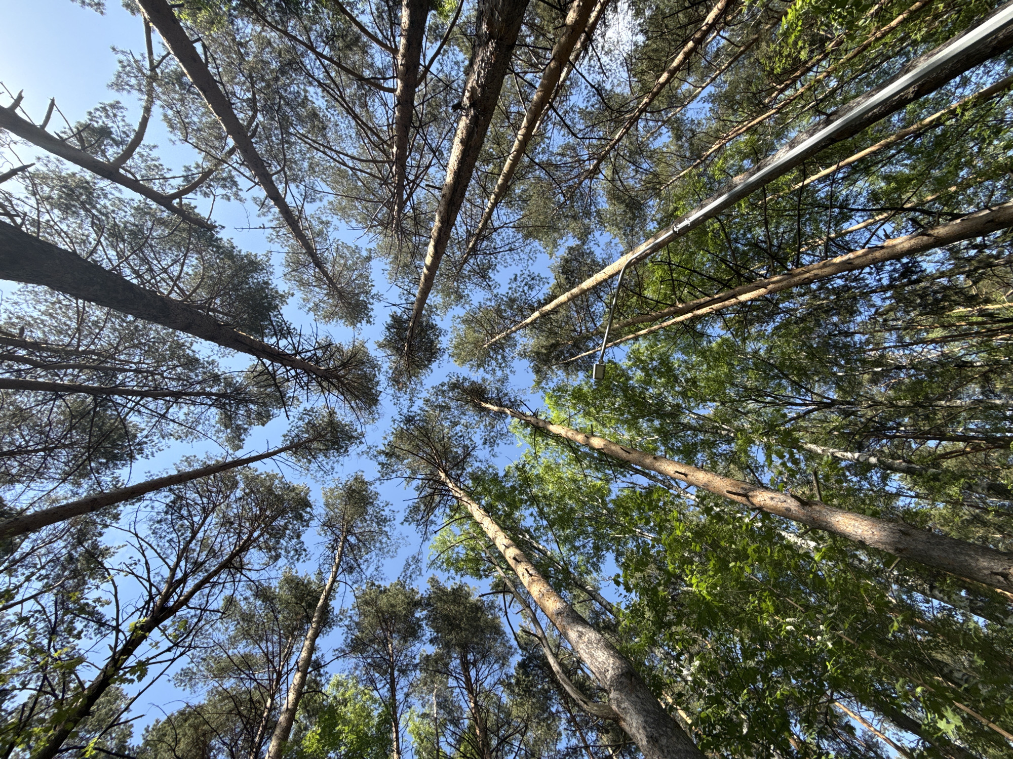 The image shows a view looking straight up into a dense forest canopy against a blue sky. The trees are a mix of deciduous and coniferous, with some showing green leaves while others have darker needles. Several tree trunks are visible, converging towards the top center of the frame. A metal support structure is partially visible among the trees, possibly indicating an urban or park setting. The photo was taken in the city of Chaikovsky, Russia.