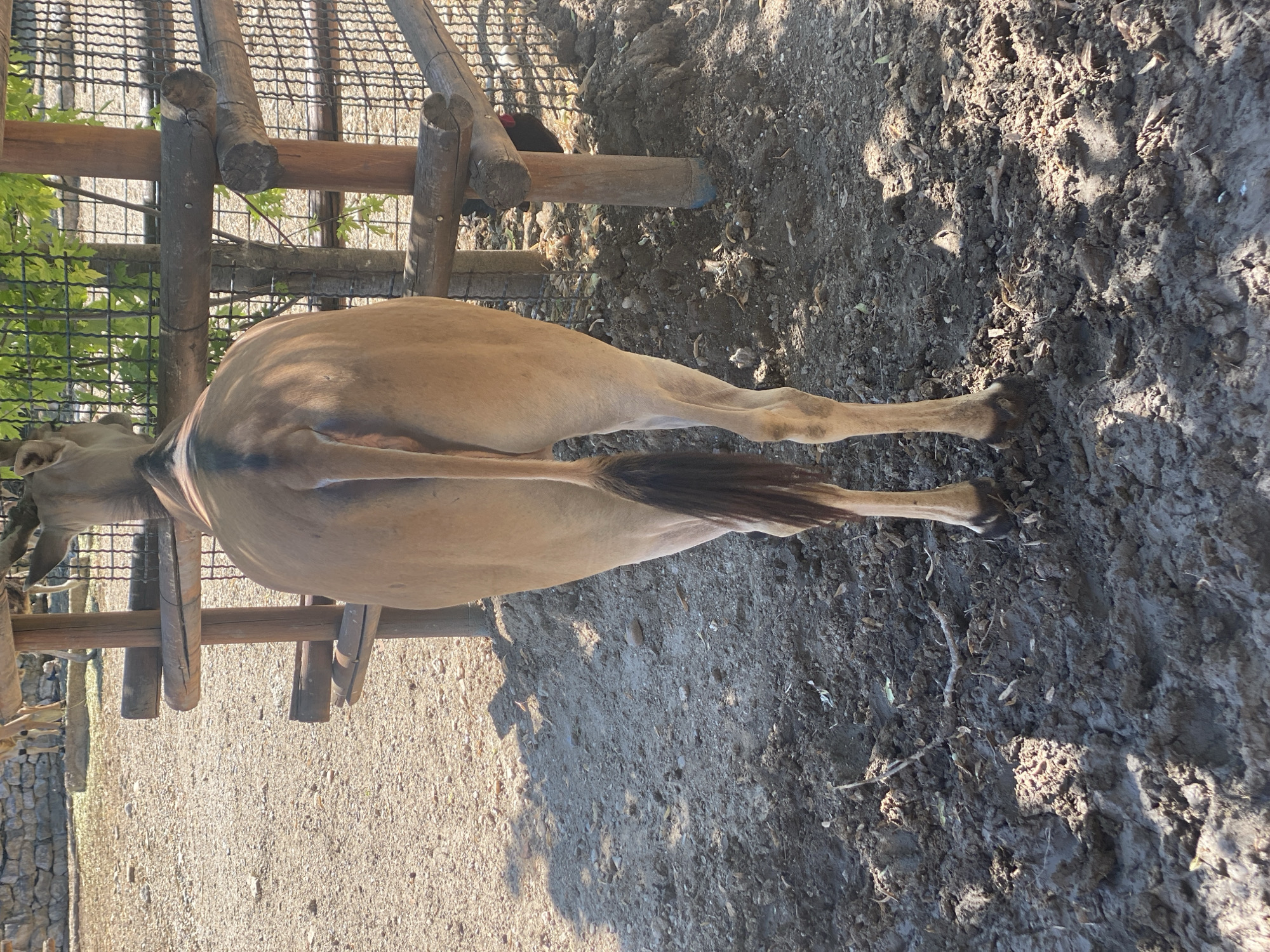 The image captures the rear view of a large, light brown animal, likely an antelope or a similar ungulate, standing in an outdoor enclosure. The animal has a long, thin tail with a darker tuft at the end. Its hindquarters and legs are prominently displayed, with the legs appearing muscular and ending in cloven hooves. The ground beneath the animal is a mixture of dark, damp earth and smaller pebbles.
Behind the animal, a rustic wooden fence made of rough-hewn logs forms part of the enclosure. The fence is constructed with vertical posts and horizontal rails. Beyond the wooden fence, a wire mesh fence is visible, suggesting a larger containment area. Green foliage from trees or shrubs can be seen through the mesh.
To the left of the animal, the ground is covered with gravel and small stones. In the background, partially obscured by the animal and the fence, are other animals of similar appearance and a low stone wall. Sunlight casts shadows on the ground, indicating an outdoor setting, likely during the day.
The scene is consistent with an enclosure in a zoo or wildlife park. Considering the prompt's reference to Belgrade, Serbia, this photograph could have been taken at the Belgrade Zoo (Beogradska zoo-vrt), which houses a variety of hoofed animals and features similar enclosure designs with wooden and mesh fencing.