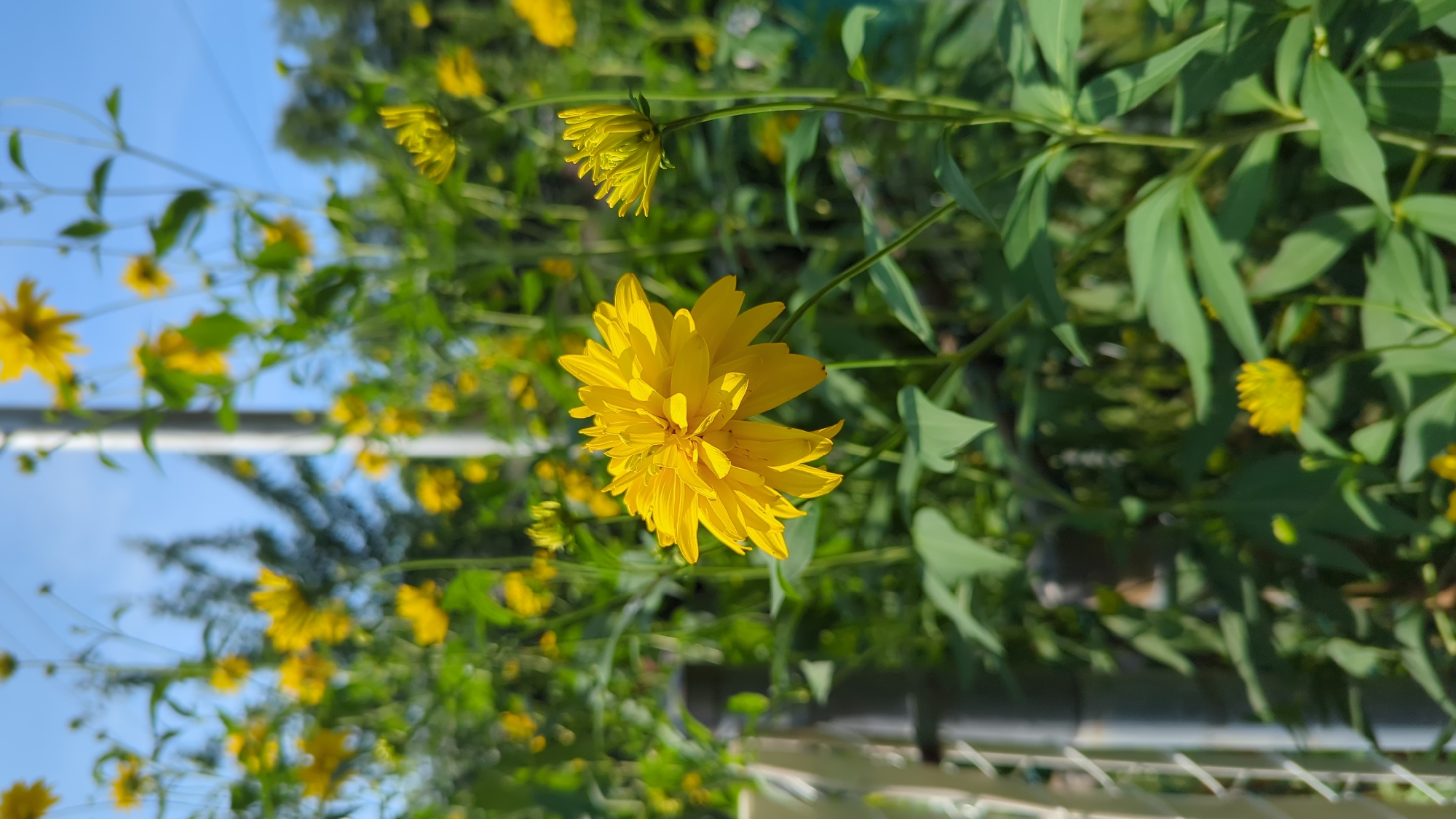 A close-up, low-angle shot showcases a bright yellow, double-petaled flower in the foreground. The flower is in focus, with its petals radiating outwards. To its right and slightly behind, a smaller, unopened yellow flower bud stands on a thin stem. The background is a blur of green foliage, other yellow flowers, and a bright blue sky. A thin, grey vertical pole is visible to the left of the flower, and further left, a portion of a white fence with a diamond pattern. This scene, likely a garden or park, is consistent with outdoor areas found in Montreal, Canada, during the warmer seasons.