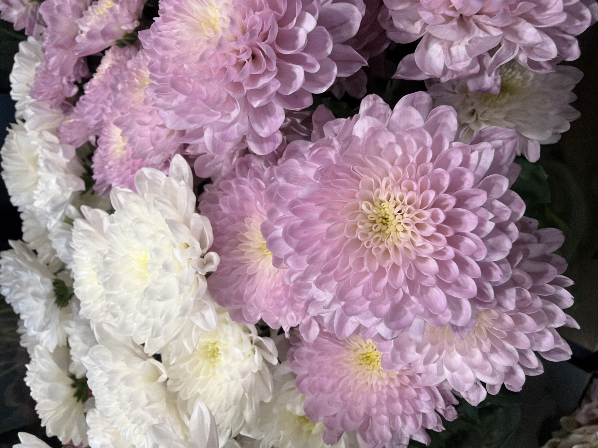 A close-up, eye-level shot showcases a vibrant bouquet of chrysanthemums. The flowers are a mix of pure white and soft pink hues, with some having creamy yellow centers. The blooms are densely packed, filling the frame and creating a lush, textural display. The focus is sharpest on the pink flowers in the foreground, highlighting their delicate, layered petals. The white chrysanthemums are positioned behind the pink ones, creating a sense of depth. The background is dark and out of focus, further emphasizing the flowers. The lighting is soft and even, bringing out the natural beauty of the blossoms. The image appears to be taken indoors, possibly in a florist shop or a home setting. There are no people or animals present in the image. The overall impression is one of natural beauty and floral abundance.