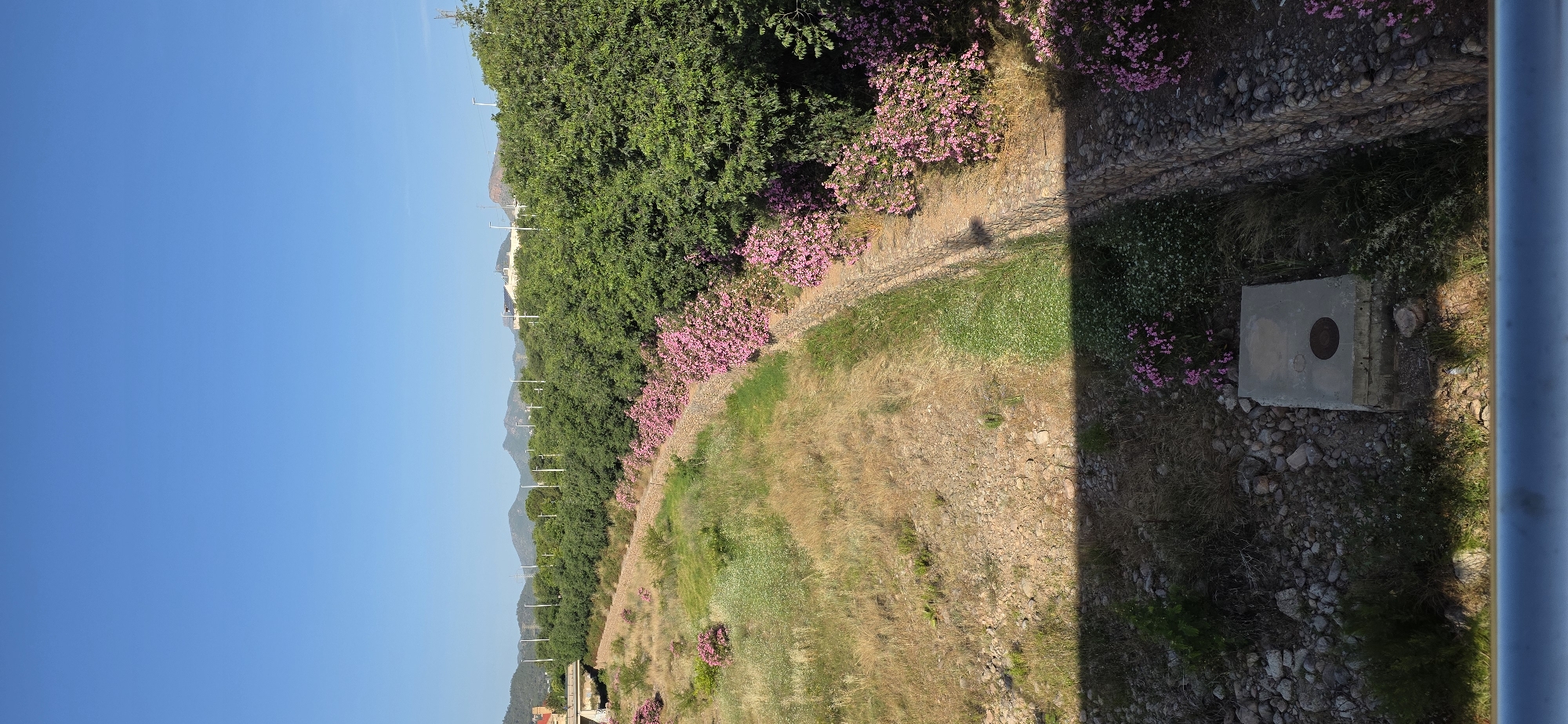 This vibrant landscape photograph, taken in Sagunto, Spain, captures a sunny outdoor scene, likely from an elevated viewpoint such as a train or overpass. The image is bathed in bright daylight, characterized by a clear, azure blue sky dominating the upper portion.
Stretching across the mid-ground, a dense line of verdant green trees forms a natural barrier or follows a ridge, with distant mountains faintly visible beyond them. In front of this treeline, an extensive array of bushes adorned with brilliant pink flowers, likely oleanders, adds a striking splash of color to the scene.
The lower half of the image depicts ground cover consisting of patches of dry, golden-brown grass intermingled with areas of greener vegetation and smaller wildflowers. A rough, unpaved path or track meanders along the base of the flowering bushes. In the immediate foreground on the right, a rectangular concrete utility box or manhole cover with a circular metal cap is visible. A prominent, straight-edged dark shadow extends across the lower right section of the ground and the concrete box, indicating the strong midday or early afternoon sun. A blue-grey metal rail or support structure partially frames the far-right edge of the photograph, reinforcing the elevated perspective of the shot.
No people or specific activities are depicted, giving the scene a tranquil and natural ambiance. No visible text is present.