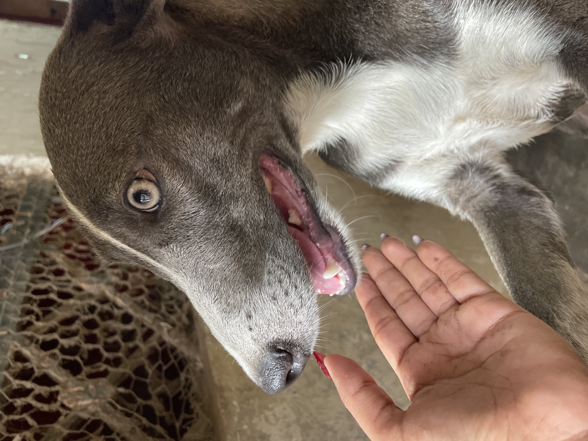 A close-up shot depicts a gray and white dog with its mouth slightly open. A hand with painted nails reaches towards the dog's nose. The dog's eye is visible, and it is lying on a textured surface. The location is unknown.