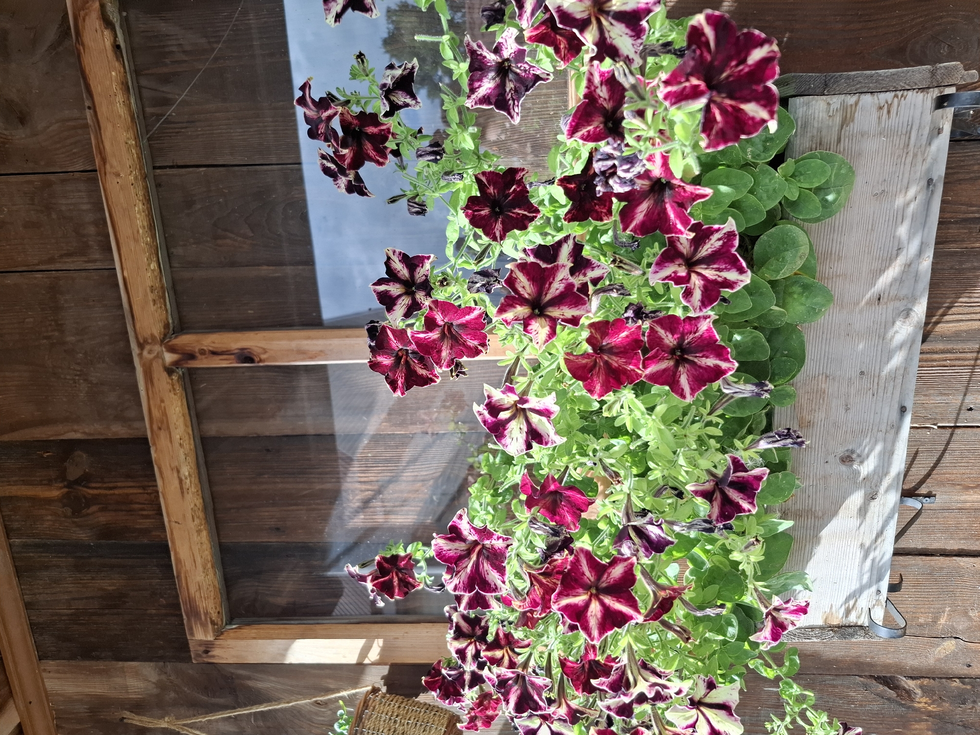 The image depicts a close-up view of a wooden window box overflowing with vibrant petunias, set against a rustic wooden wall. The petunias exhibit a striking bicolor pattern of deep burgundy and creamy white. The window frame, constructed from weathered wood, is partially visible above the flowers. Sunlight casts dappled shadows on the wooden wall and the window box, indicating an outdoor setting. The background shows a reflection on the window pane, suggesting a sky or surrounding environment. There are no people or animals visible in the image. The location is specified as the city of Амзя, Russia.