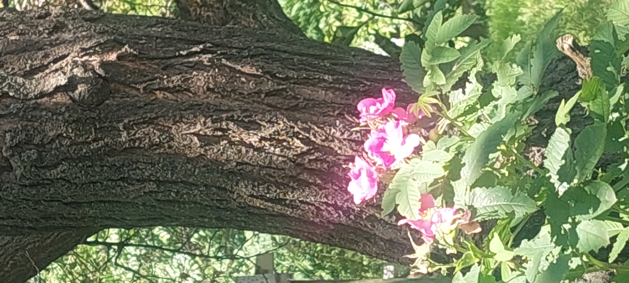 The image displays an outdoor scene focused on a large tree trunk with a cluster of pink flowers and green foliage in the foreground. The tree trunk, positioned centrally and extending vertically through the upper half of the frame, exhibits deeply furrowed, dark grey-brown bark with lighter, mottled patches. A distinct, rounded protrusion or knot is visible on the right side of the trunk at mid-height. In the lower-middle foreground, approximately five vibrant pink flowers with visible yellow stamens are blooming among dense green leaves. These flowers resemble wild roses. Surrounding and beneath the flowers is an abundance of lush green foliage, with individual leaves prominently detailed in the lower portion of the image. The background consists of blurred green foliage and branches, indicating a natural, possibly wooded or garden environment. The scene is illuminated by natural light, creating highlights on the bark texture and the flower petals. No people, discernible actions, or interactions are visible. The specific location in the city of Kharkiv, Ukraine, cannot be determined from the visual evidence provided in this image.
