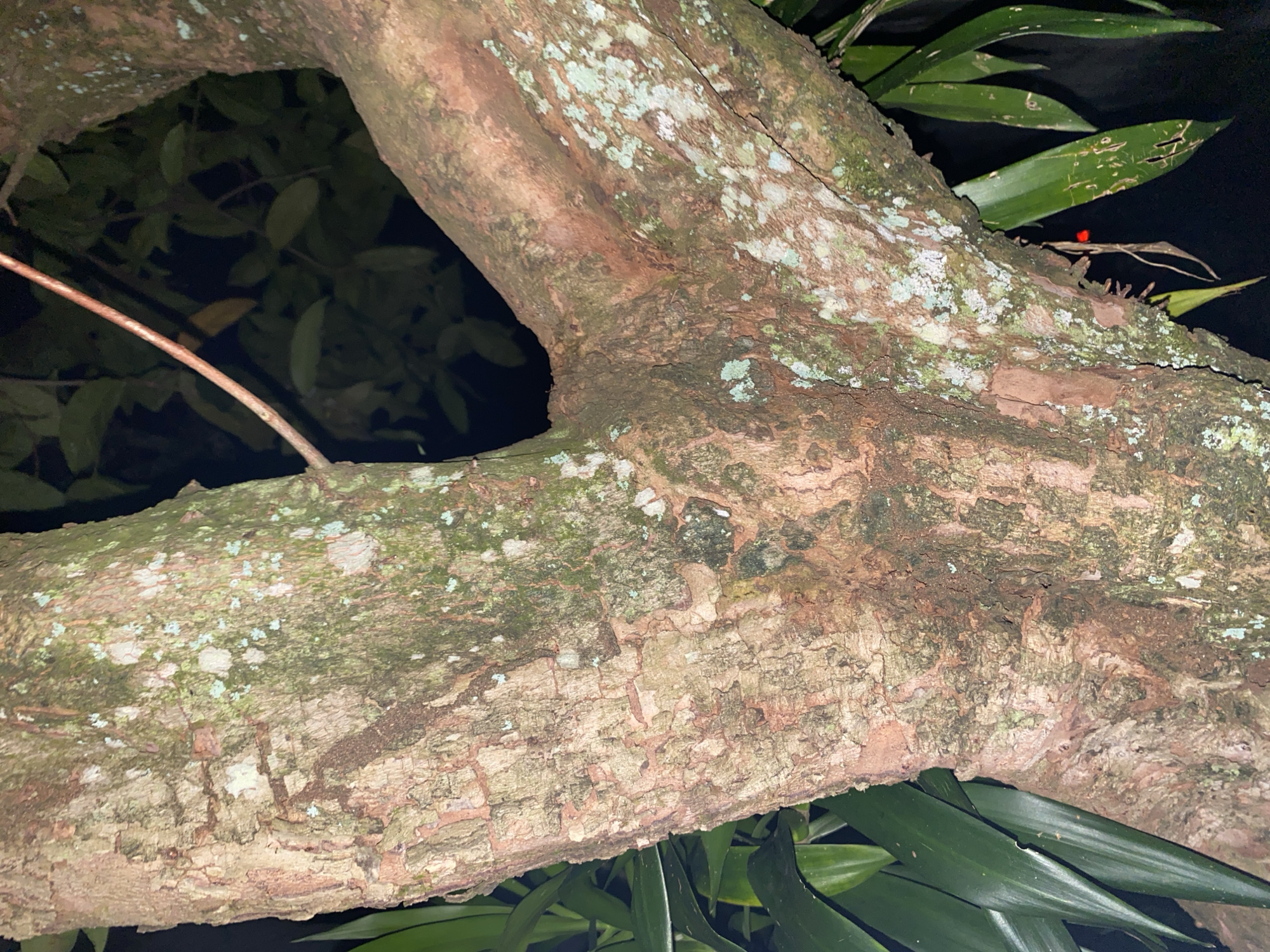 A close-up, low-light photograph of the textured bark of a tree trunk in Banjarmasin, Indonesia. The bark is a mottled brown and tan, with patches of green and white lichen or moss. The trunk splits into two main branches, with a third, smaller branch extending upwards. Dark green foliage is visible on the left and right sides of the frame, and the background is dark, suggesting nighttime. A thin, reddish-brown vine or twig runs diagonally across the upper right portion of the image. There are no people or animals visible in the image.
