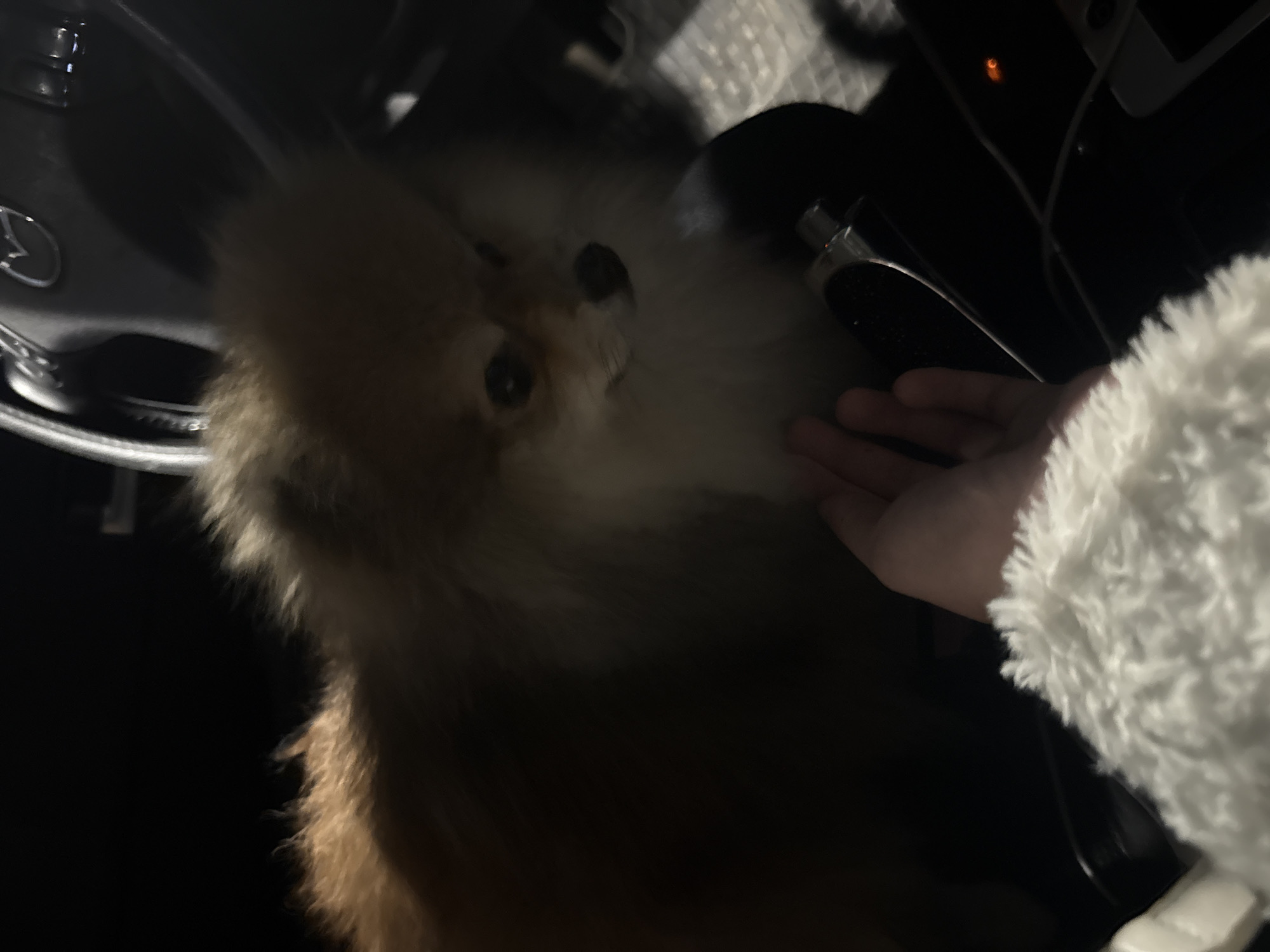 The image shows a small, fluffy dog, likely a Pomeranian, interacting with a human hand inside a car. The dog, with light brown and orange fur, black eyes, and a black nose, is positioned in the center, looking directly at the viewer. A human hand, partially obscured by a soft, white, fluffy sleeve, reaches towards the dog, suggesting petting or gentle interaction.
The setting is a car interior, characterized by predominantly dark tones and low lighting conditions, which implies it might be nighttime or in a dimly lit space. On the left side of the frame, a portion of a steering wheel is visible, featuring a distinct Mercedes-Benz logo. In the background, a small orange light, possibly an indicator, adds to the low-light ambiance. The scene depicts a quiet, affectionate moment between a pet and its owner within a vehicle, taking place in Sofia, Bulgaria.