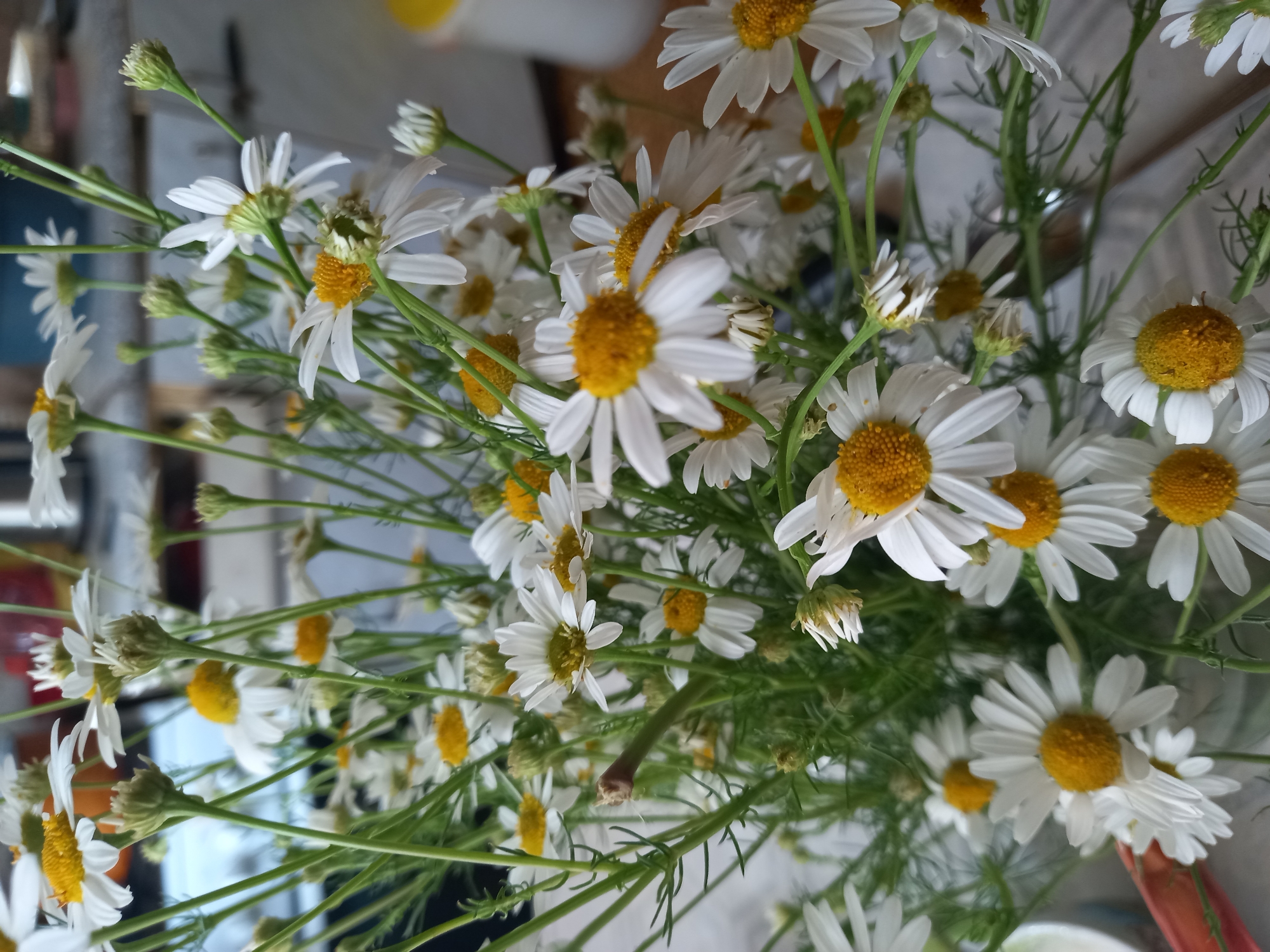 A bouquet of daisies is displayed against a blurred background. The daisies, with their white petals and yellow centers, are the primary subjects of the image. They are arranged in a dense cluster, with some flowers in full bloom and others still budding. The stems are green and slender, and delicate green foliage is visible among the flowers. The background is out of focus, showing hints of indoor elements such as a countertop, a container, and possibly some shelving. The lighting suggests an indoor setting, possibly a home or a shop. There are no people or animals present in the image. The overall impression is one of fresh, natural beauty. The image does not provide any specific information or visual cues that would allow for a determination of its location within the city of Sterlibashevo, Russia.