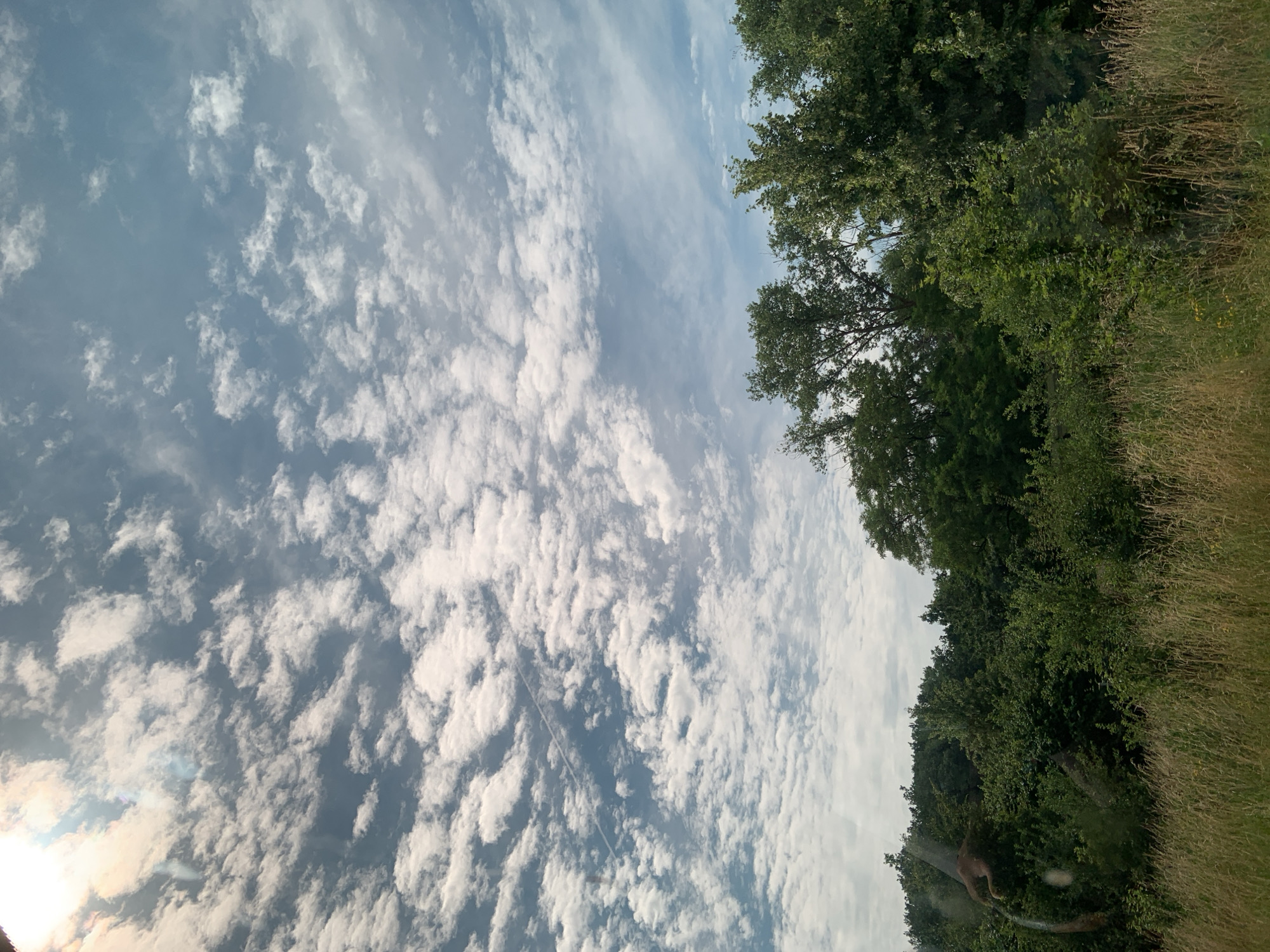 The media file displays a landscape scene, oriented vertically. The sky occupies the left half of the image, filled with scattered white cumulus clouds against a pale blue backdrop. A faint contrail is visible stretching across the cloudy expanse. The right side of the image features a dense line of lush green trees, with taller trees forming the upper boundary and a thick undergrowth of foliage below. To the far right, dry, tall grasses and some smaller yellow flowers are visible, suggesting a field or meadow bordering the trees.
The sunlight filtering through the clouds and illuminating the trees indicates it is daytime, likely late morning or afternoon, with fair weather. The overall impression is one of a natural, verdant setting. There is no visible text in the media file. The scene is devoid of people or specific man-made objects, focusing purely on the natural environment. The image evokes a sense of tranquility and the beauty of nature. Given the location context of Gießen, Germany, this could be a view of a park, forest edge, or countryside surrounding the city.