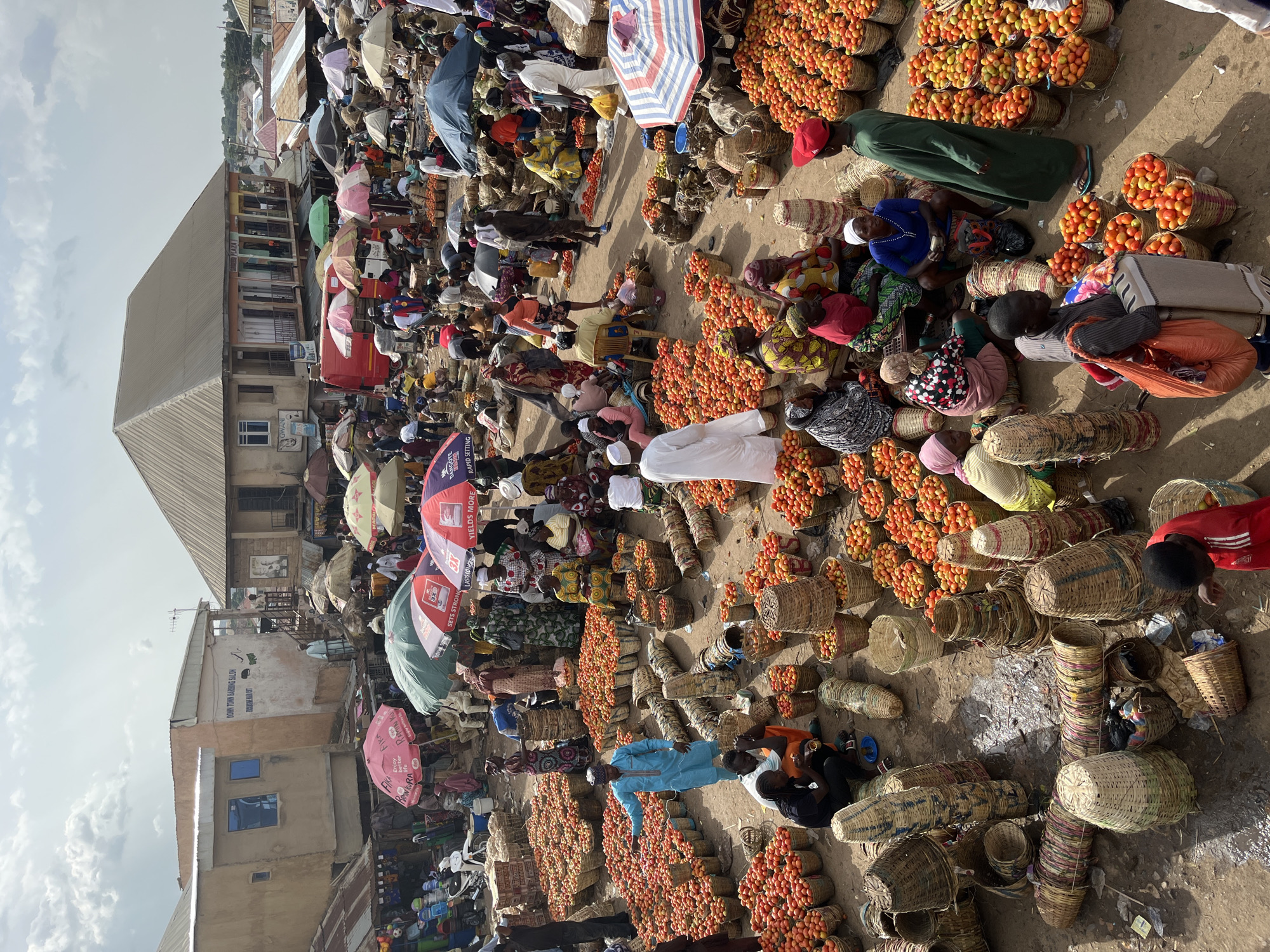 The image depicts a bustling open-air market in Rafin Par, Nigeria. The scene is dominated by large quantities of fresh tomatoes, piled high in woven baskets of various sizes and shapes. Numerous people, dressed in a variety of clothing styles including traditional garments and head coverings, are engaged in the activities of the market. Some are standing, others are sitting, and a few are actively engaged in transactions or organizing produce. Umbrellas of different colors and sizes are scattered throughout the market, providing shade for vendors and shoppers. In the background, buildings with corrugated metal roofs and stucco exteriors suggest a semi-urban or town setting. The ground appears to be a dirt or sandy surface, typical of many outdoor markets. The overall atmosphere conveys a sense of lively commerce and community interaction.