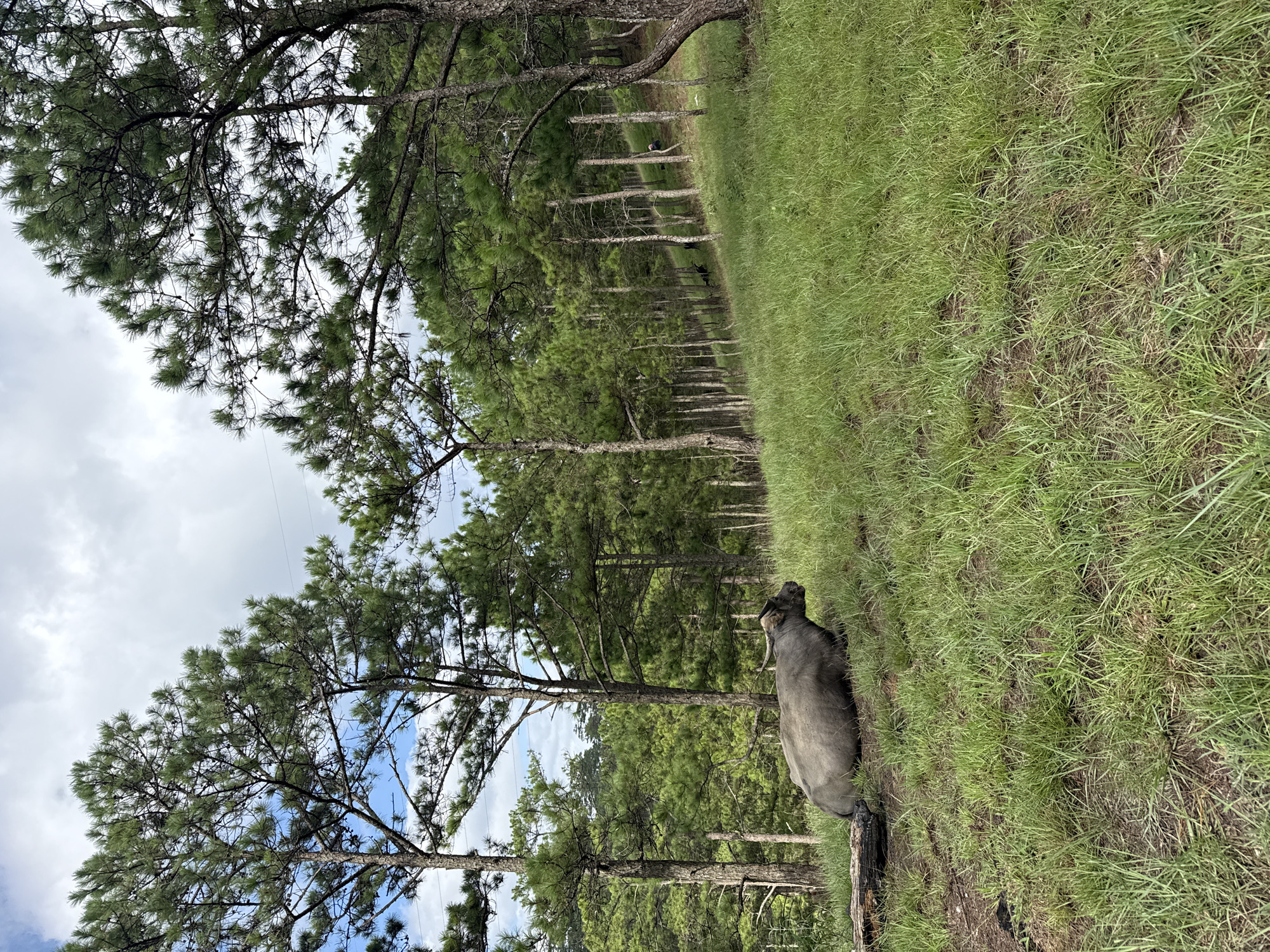 The image depicts a hilly, forested landscape in Lam Vien - Da Lat, Vietnam, under a partially cloudy sky. The foreground features a grassy slope where a large, dark-grey water buffalo lies resting on its left side, facing towards the right. A dark, possibly charred, log is situated beside the buffalo's rear left flank. The grass on the slope is green but patchy, exposing areas of dark soil.
The mid-ground and background are densely populated with tall, slender pine trees. The terrain slopes upward from left to right. Several human figures are present on the upper part of the grassy slope among the trees. One person, distinguishable by a light-colored hat and dark attire, stands on the right side of the slope. Further to the left, within the shadows of the trees, a few other dark figures are visible, positioned at various points on the hillside. Power lines or utility wires are faintly visible stretched across the upper sky, passing between the treetops on the left. The overall scene is a natural environment with signs of human presence and infrastructure.