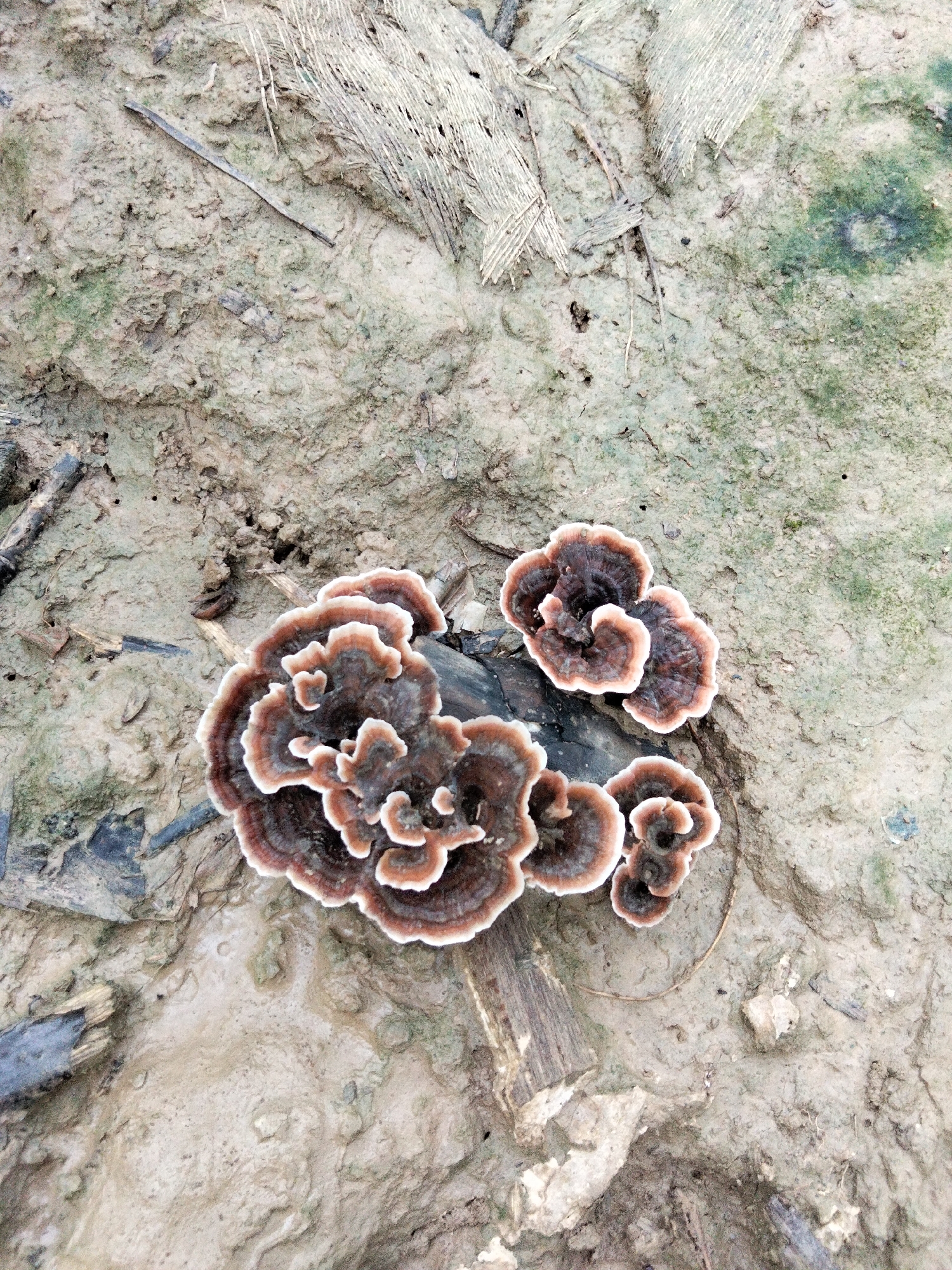 The image shows a cluster of shelf fungi growing on a decaying log, which is lying on damp, muddy ground. The ground appears to be a mix of soil, small stones, and decaying organic matter, with some patches of green algae. There are also fragments of wood, possibly from construction debris, scattered on the surface. The fungi have a distinctive fan shape with concentric rings of brown and white. The scene suggests an outdoor environment, possibly a neglected or undeveloped area within the city of Benuaraja, Indonesia, where natural decay and overgrowth are taking place.