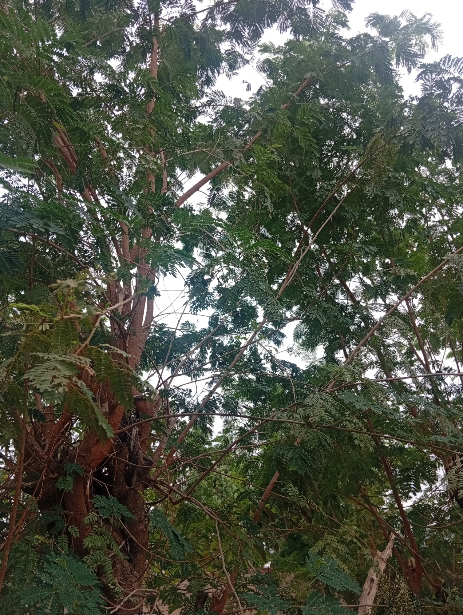 The image shows a close-up view of a large tree with dense green foliage and thick brown branches. The tree appears to be in a natural or semi-natural environment, likely outdoors. The sky is visible through the leaves, appearing bright and overcast. The branches are a mix of thicker, older wood and thinner, newer growth, some of which are bare. The leaves are compound, meaning they are made up of multiple smaller leaflets. The overall impression is one of lush vegetation and a possibly humid environment. No people or specific urban features are visible. The location is stated to be in the city of Gulak, Nigeria.